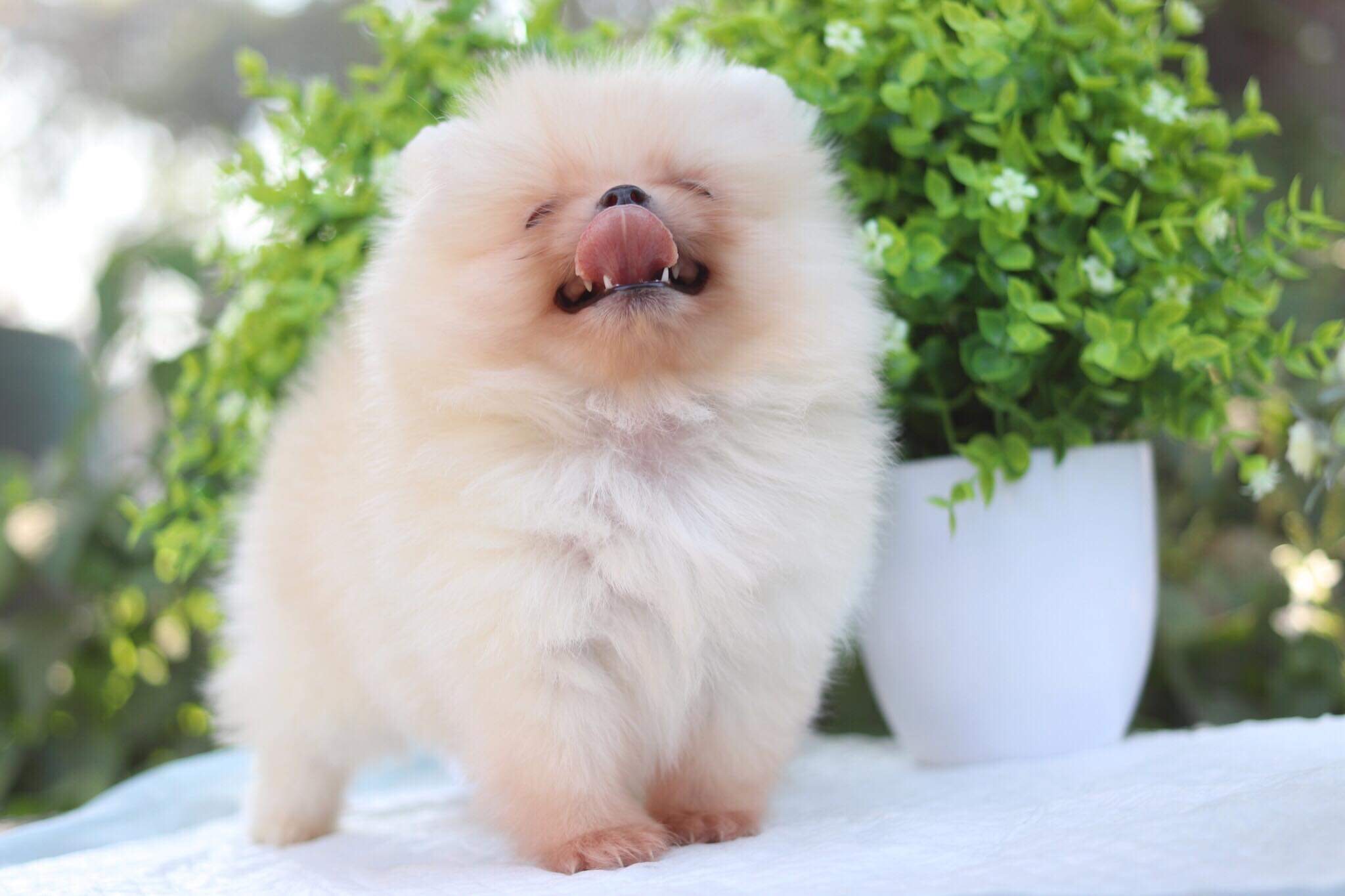 ปอมเมอเรเนียน เพศผู้ทีคัพ