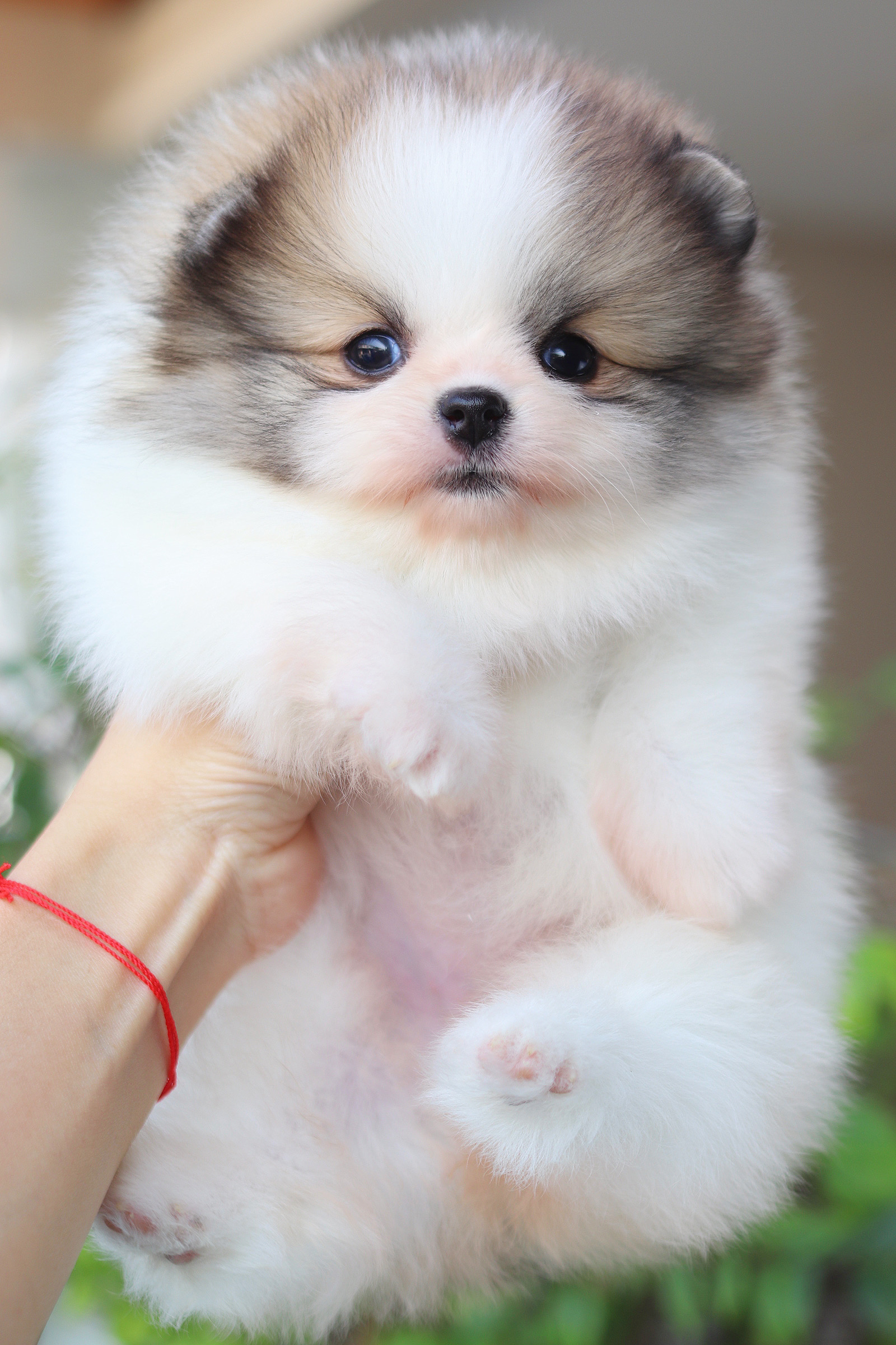 ปอมเมอเรเนียน เพศเมียสีแฟนซีเกรดโชว์