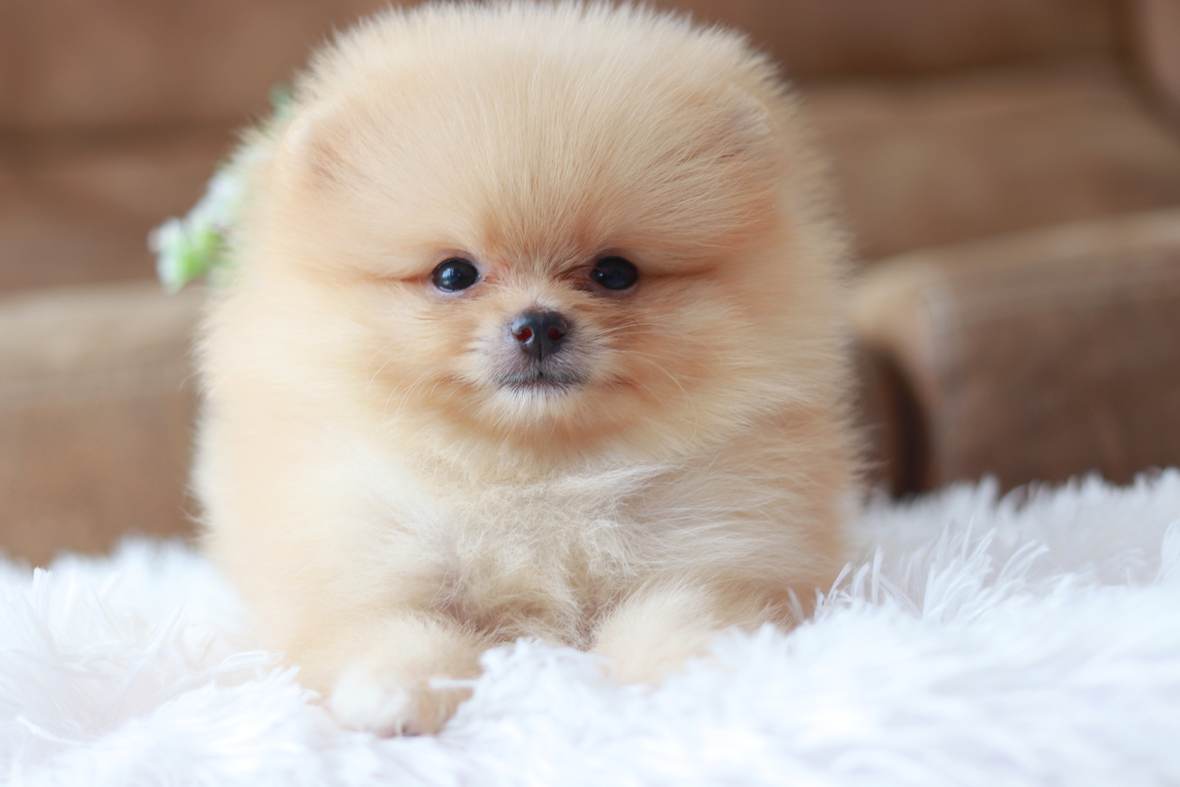 ปอมเมอเรเนียน เพศเมีย