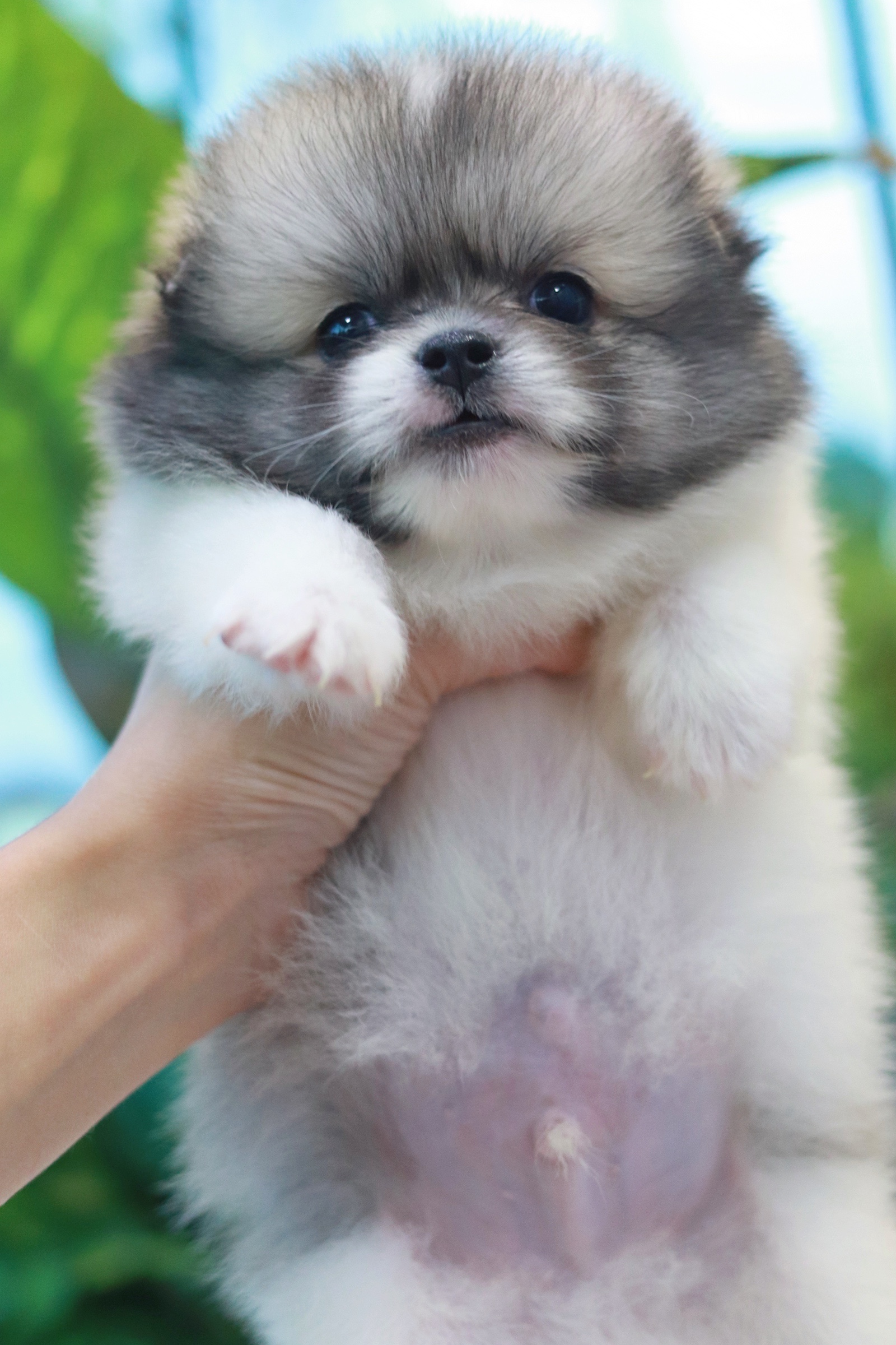 ปอมเมอเรเนียน เพศผู้แฟนซี