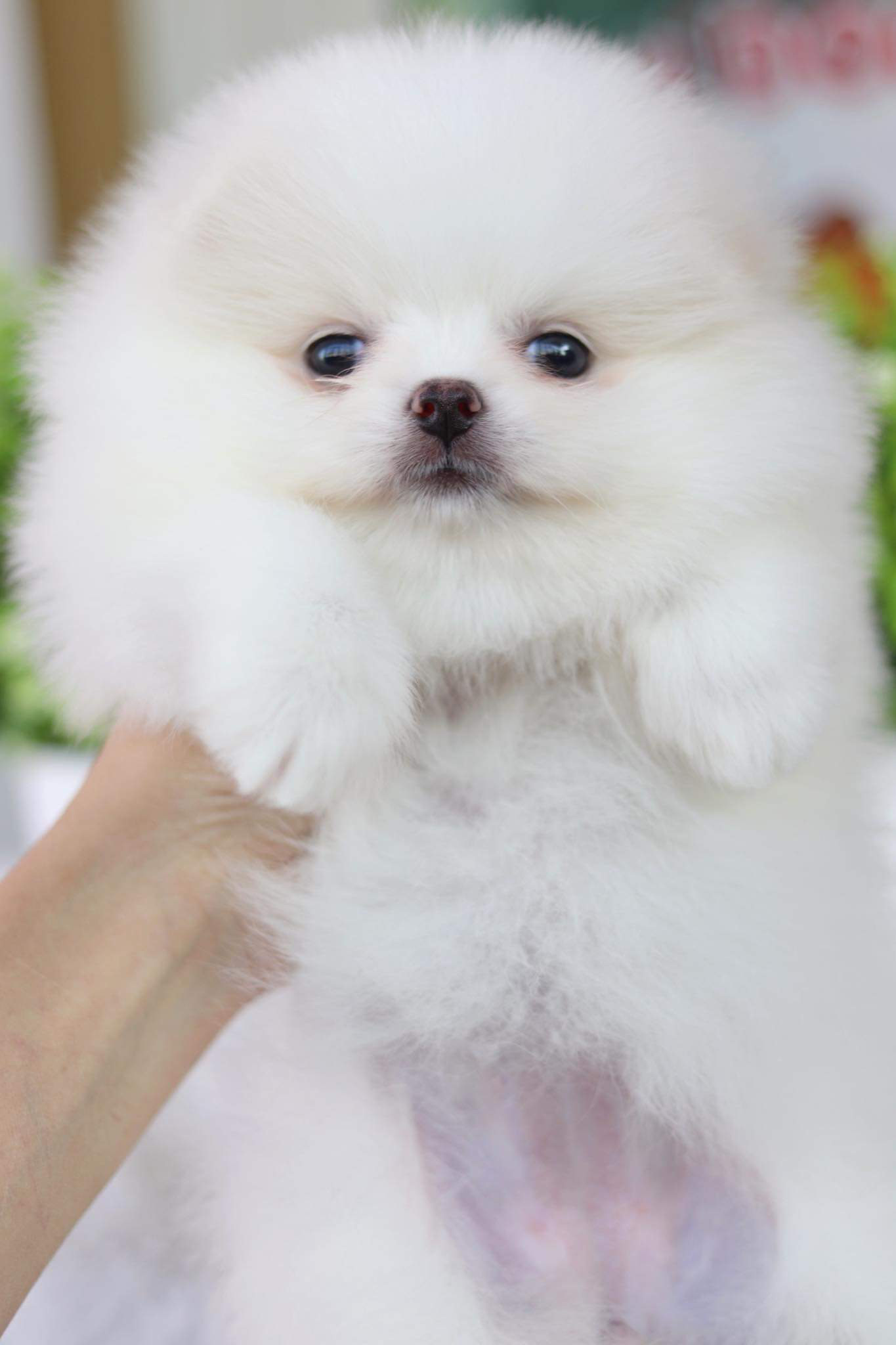 ปอมเมอเรเนียน เพศเมีย