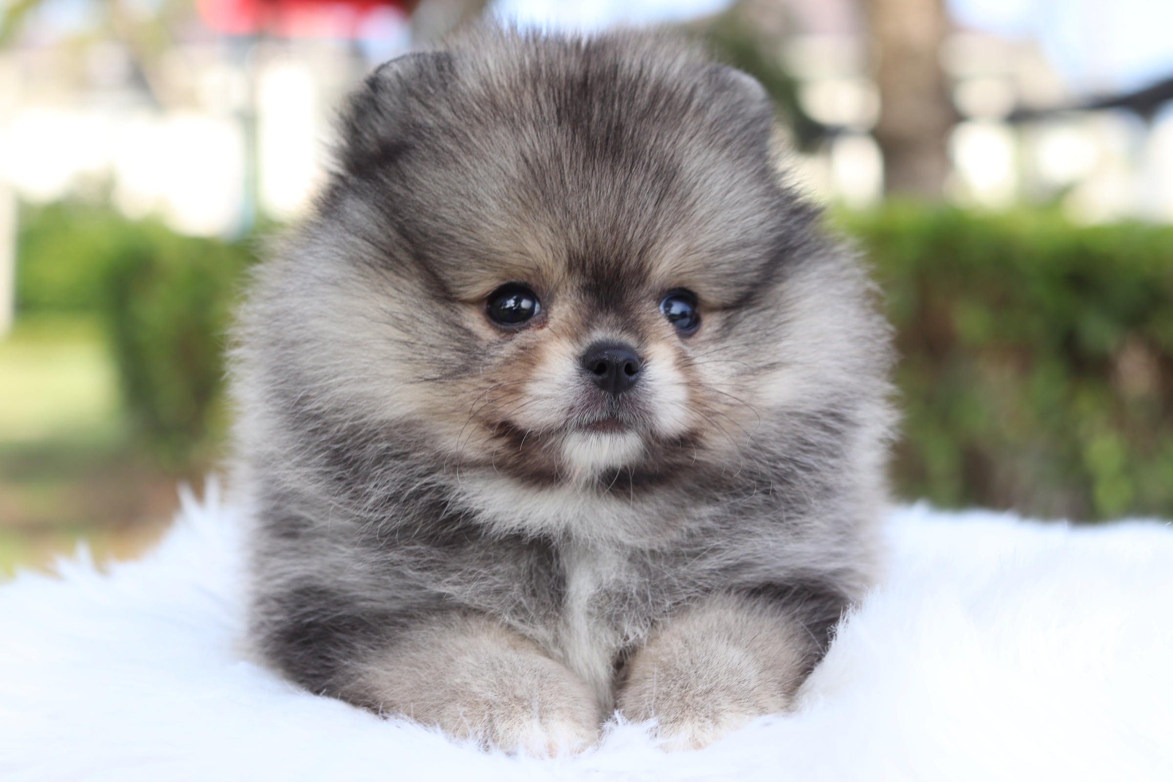 ปอมเมอเรเนียน เพศผู้ สีส้มเซเบิ้ล