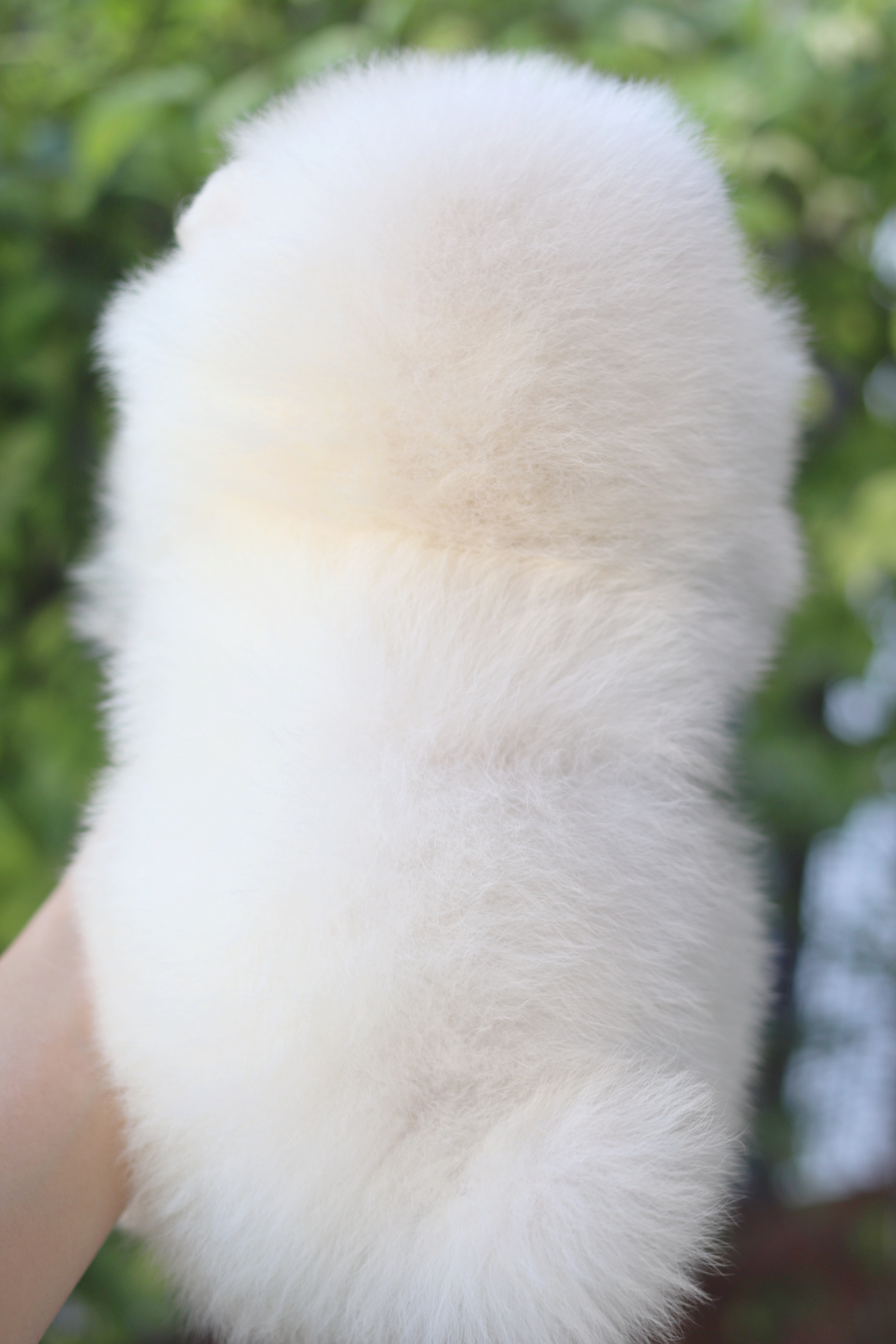 ปอมเมอเรเนียน เพศเมียสีขาวครีม