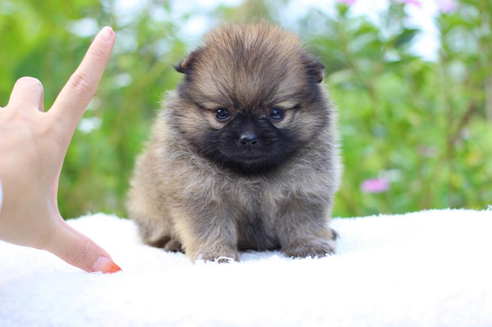 ปอมเมอเรเนียน เพศเมีย