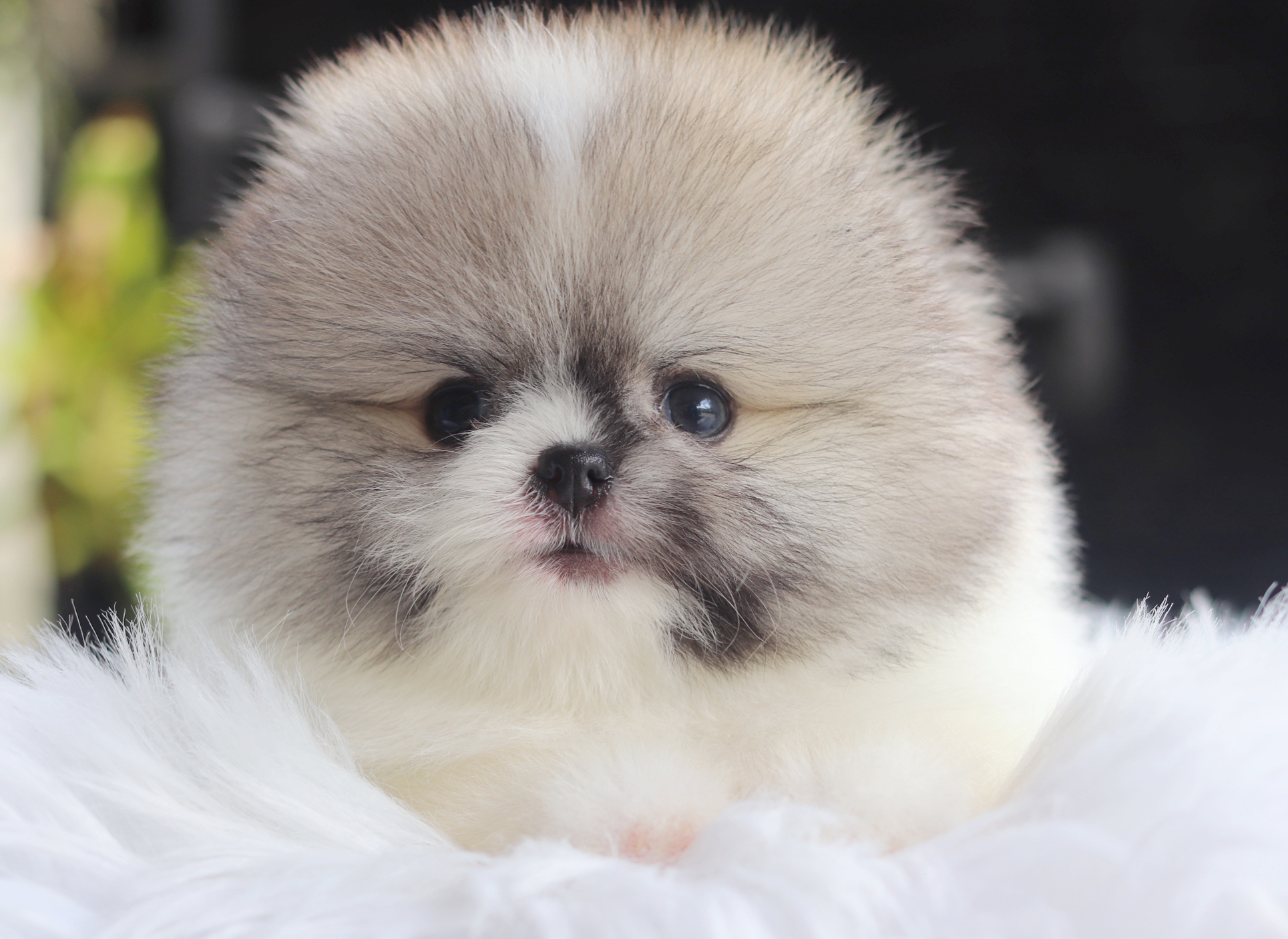 ปอมเมอเรเนียน เพศผู้สีแฟนซีเกรดโชว์