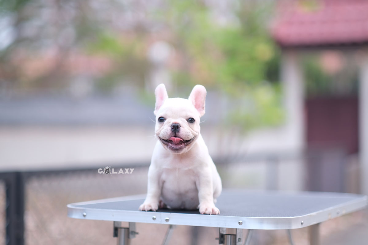 หนุ่มน้อยสีขาวครีม อารมณ์ดียิ้มเก่ง ใครได้ไปเลี้ยงมีความสุขแน่นอนค่ะ , ได้รับการฉีดวัคซีนรวมป้องกัน5โรค , ถ่ายพยาธิตามกำหนด ก่งต่าอนการส่งมอบ , มีบริการส่งน้องจังหวัด , สุนัขร่างกายสมบูรณ์แข็งแรง สุขภาพจิตดีทุกตัว 092-991-8888