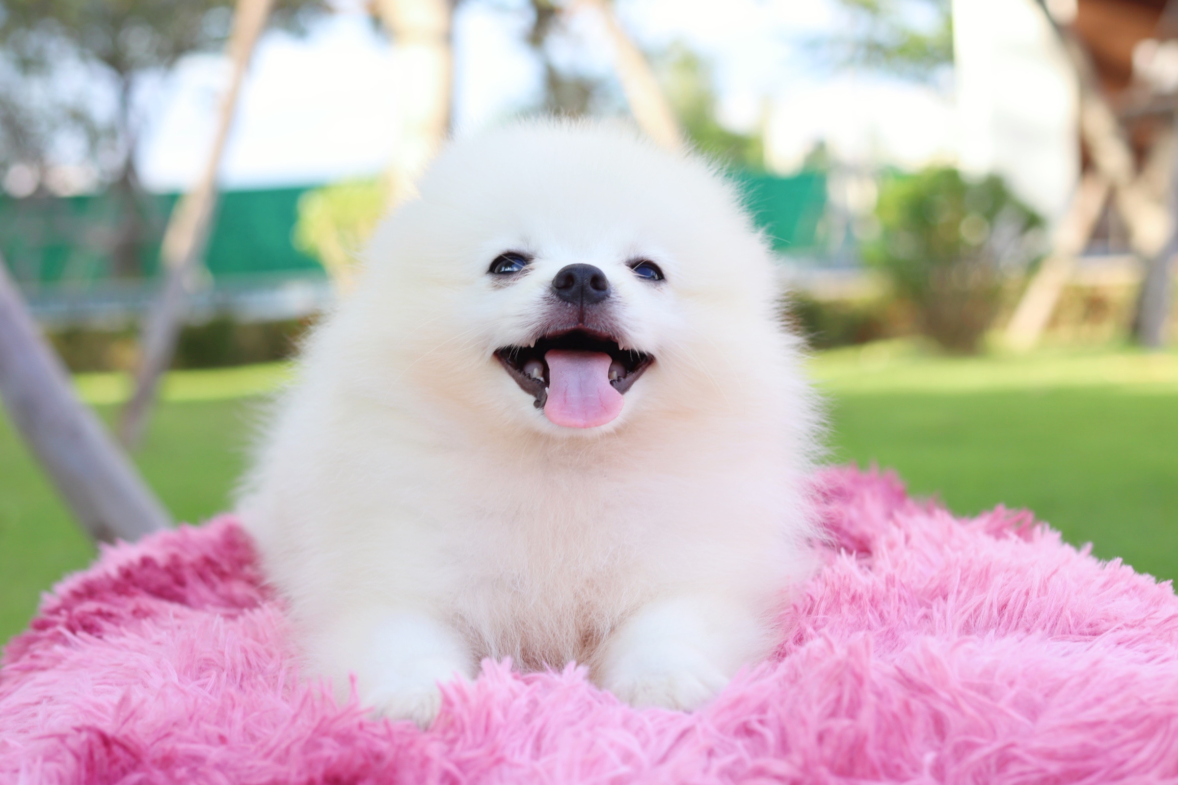 ปอมเมอเรเนียน เพศผู้ สามเดือน สีขาวครีม