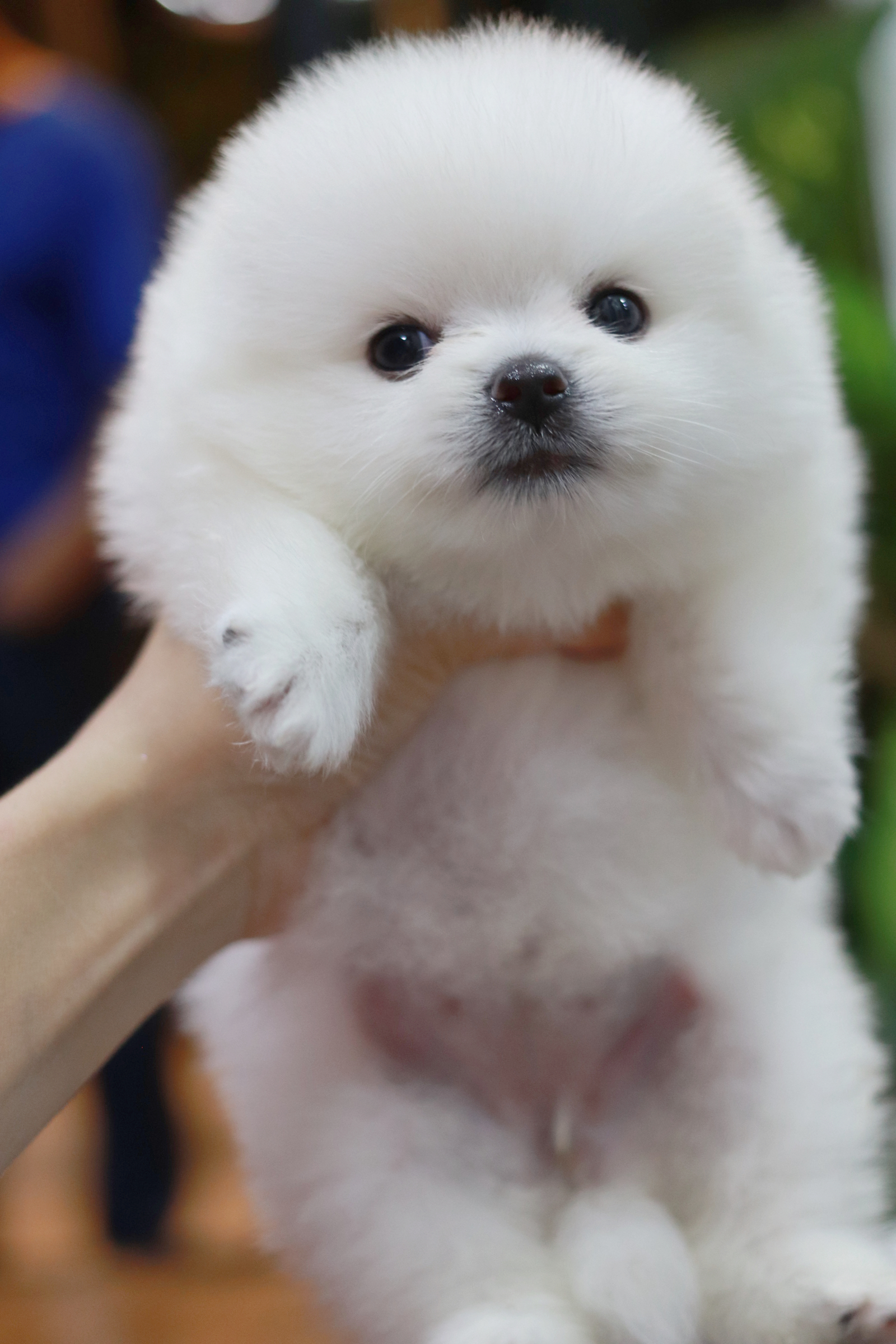 ปอมเมอเรเนียน เพศเมีย