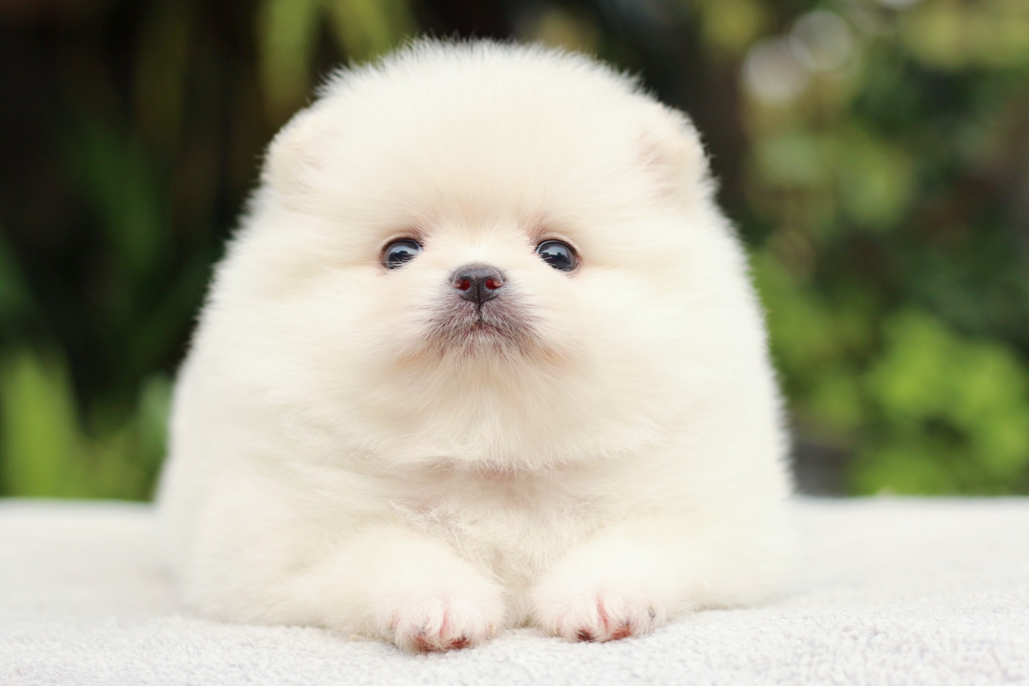 ปอมเมอเรเนียน เพศเมียขาวครีม