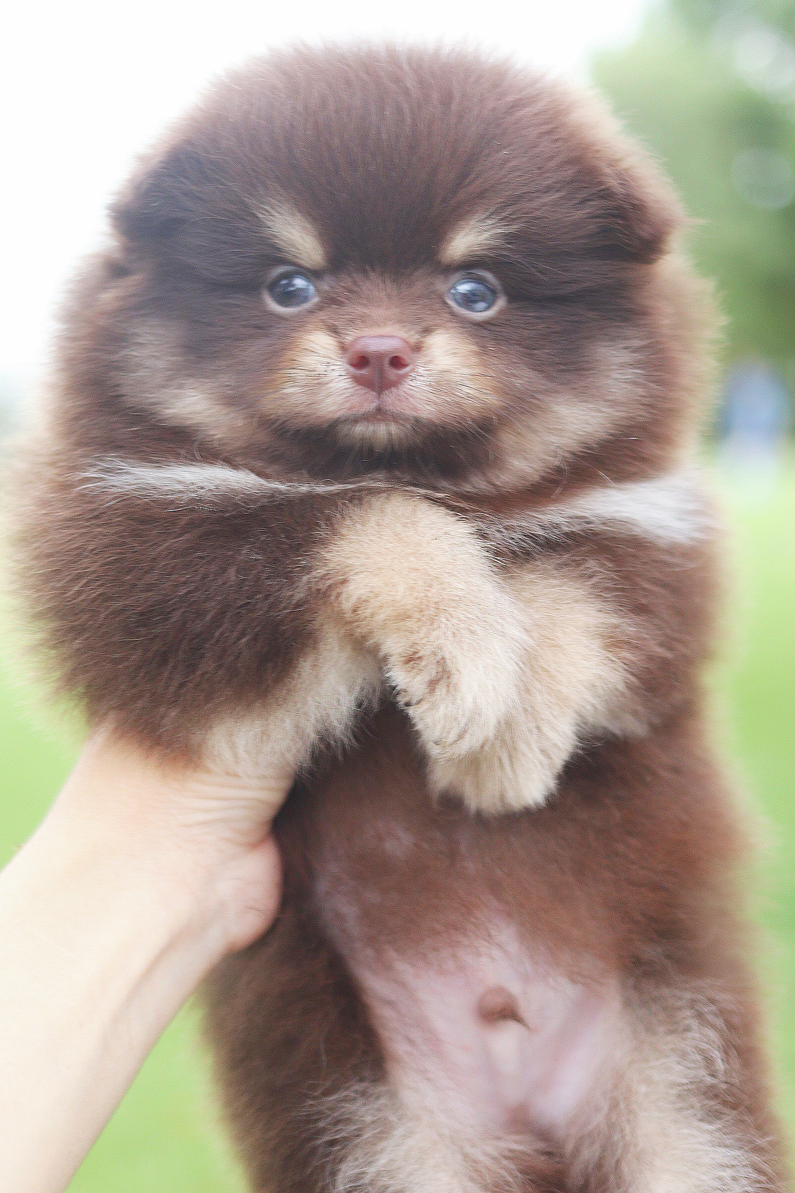 ปอมเมอเรเนียน เพศผู้ สีช็อคแทน