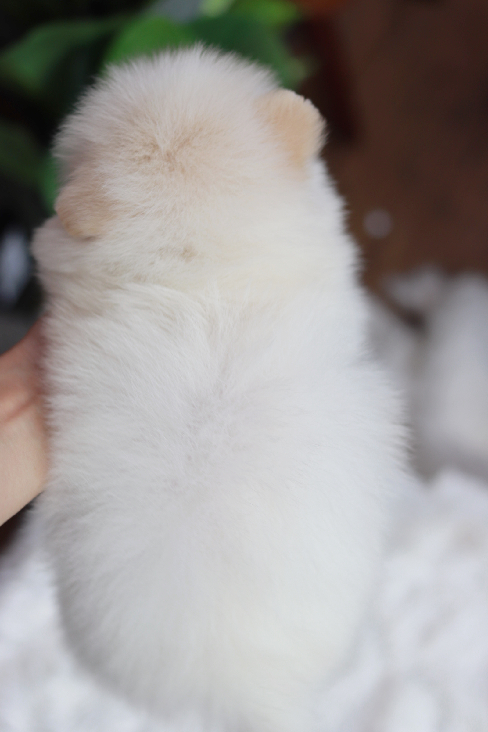 ปอมเมอเรเนียน เพศผู้ สีขาวหน้าฟ็อก ติดครีมตรงหู