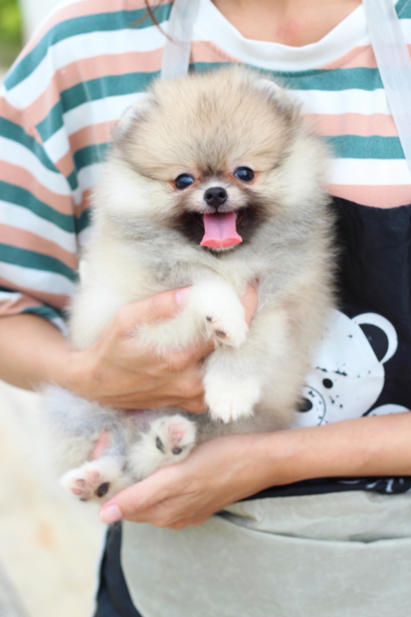 ปอมเมอเรเนียน เพศเมียสีส้ม