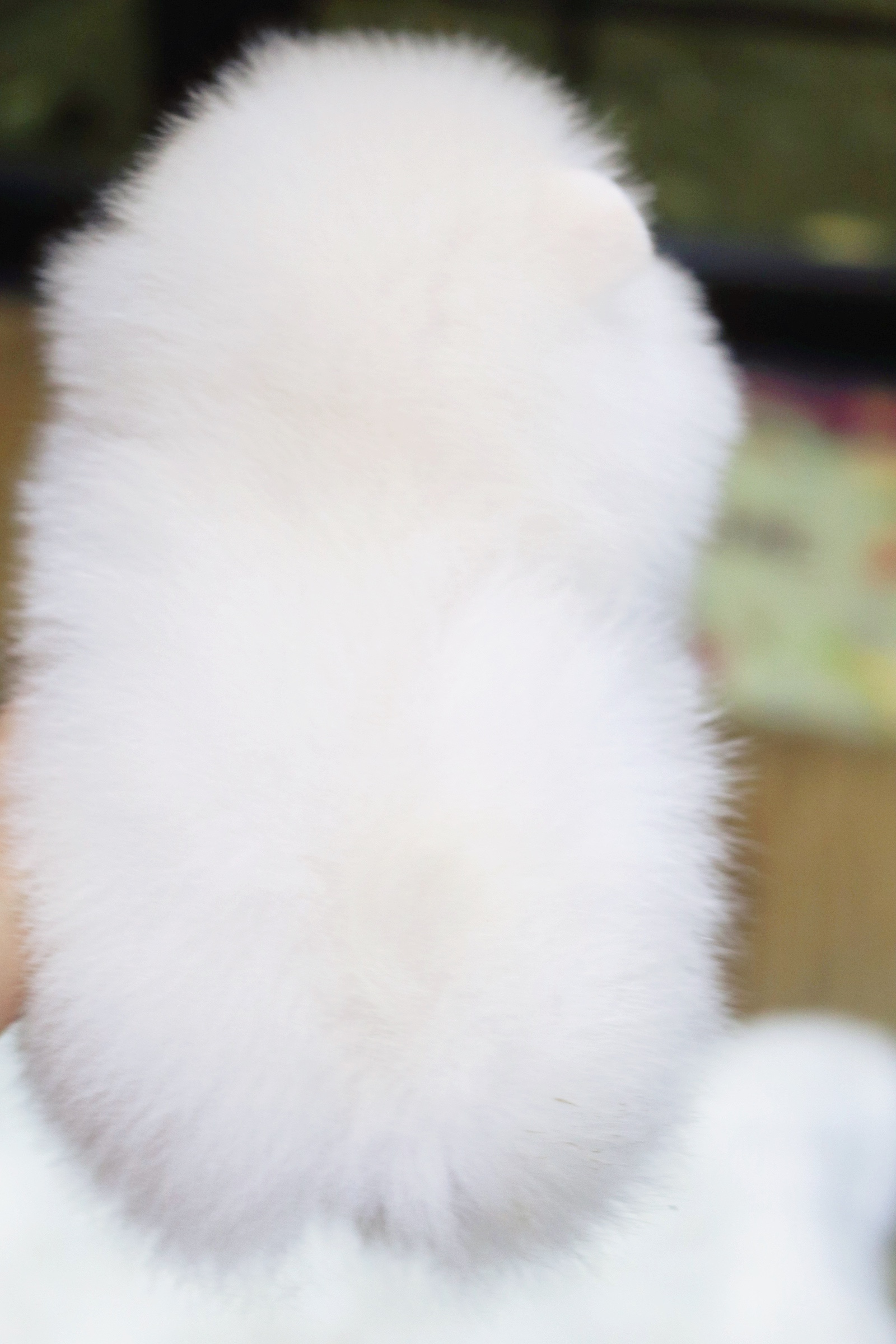 ปอมเมอเรเนียน เพศเมีย สีขาวครีม เกรดโชว์