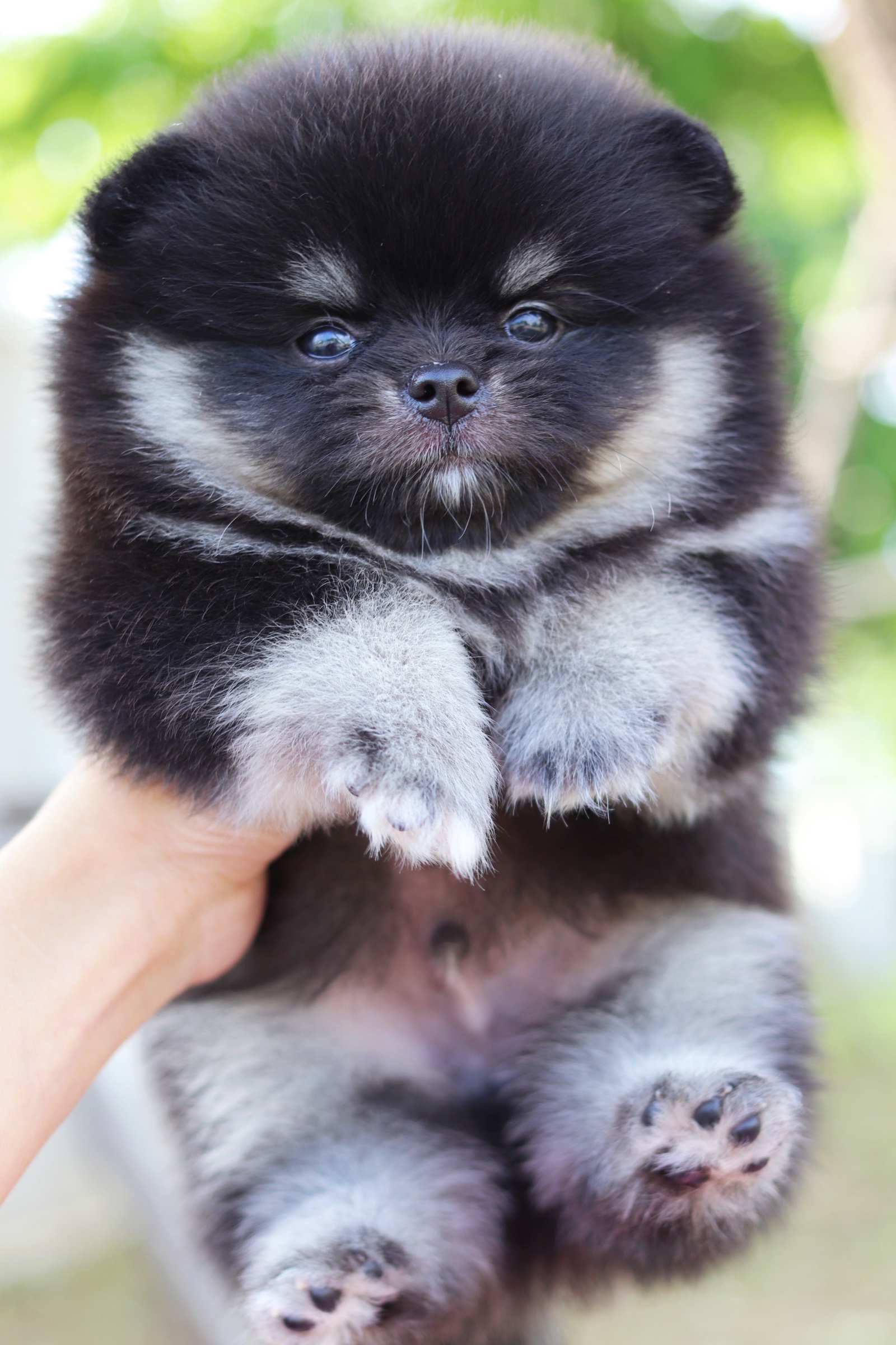 ปอมเมอเรเนียน เพศผู้ แบล็คแทน