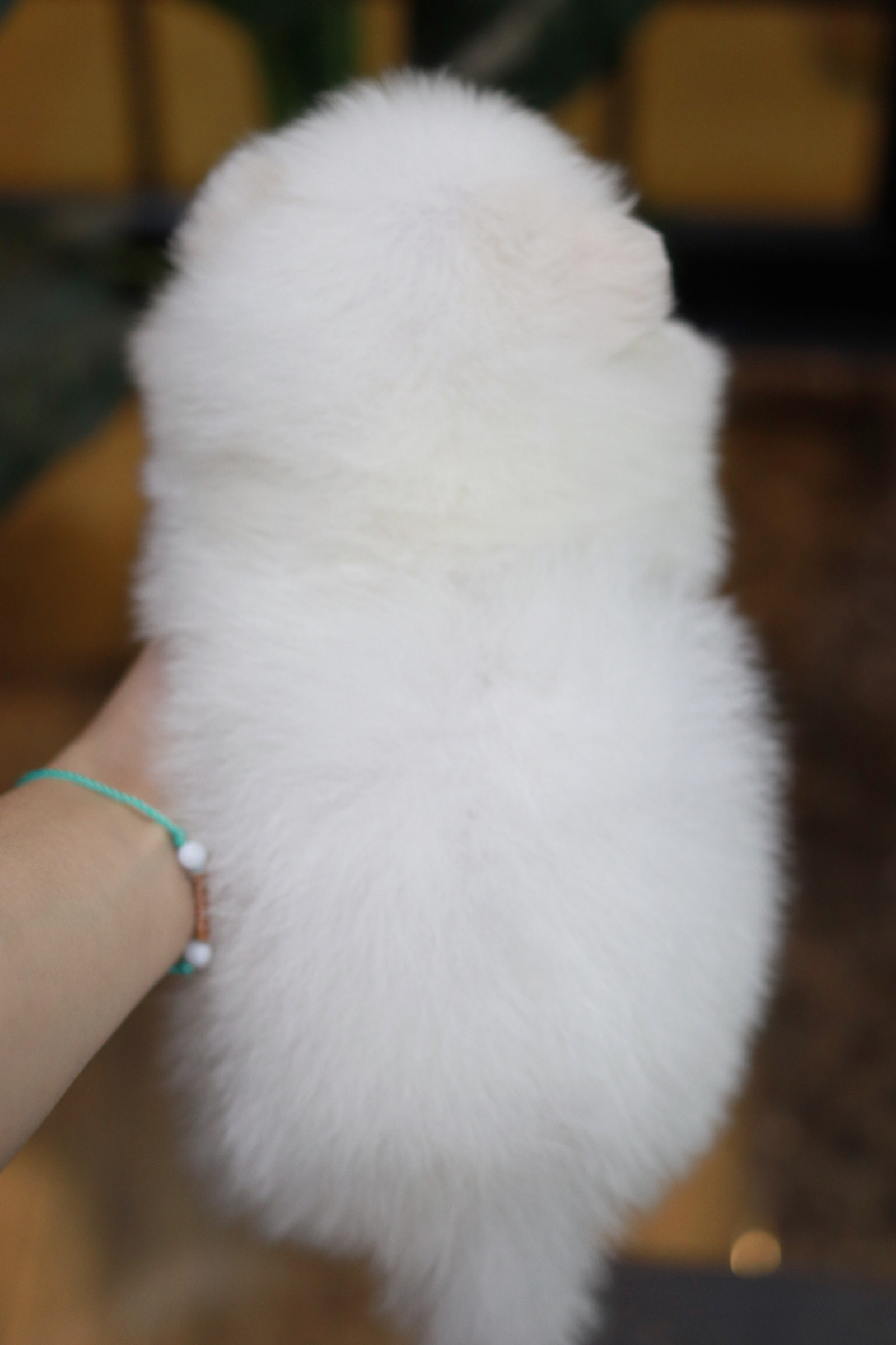 ปอมเมอเรเนียน เพศผู้ หน้าธรรมดา