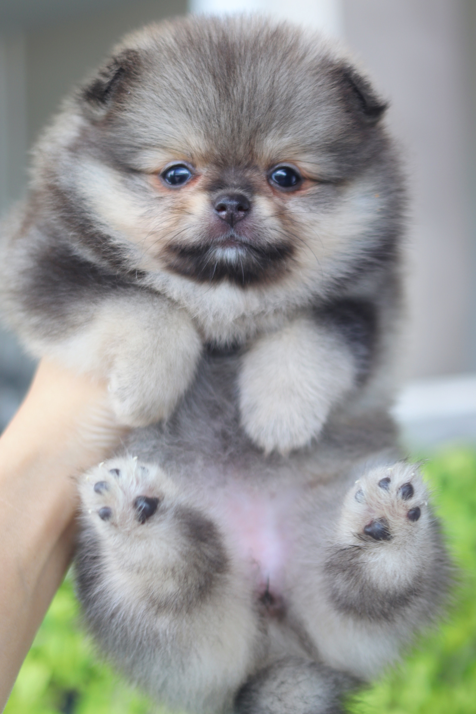 ปอมเมอเรเนียน เพศเมียสีส้มเซเบิ้ล