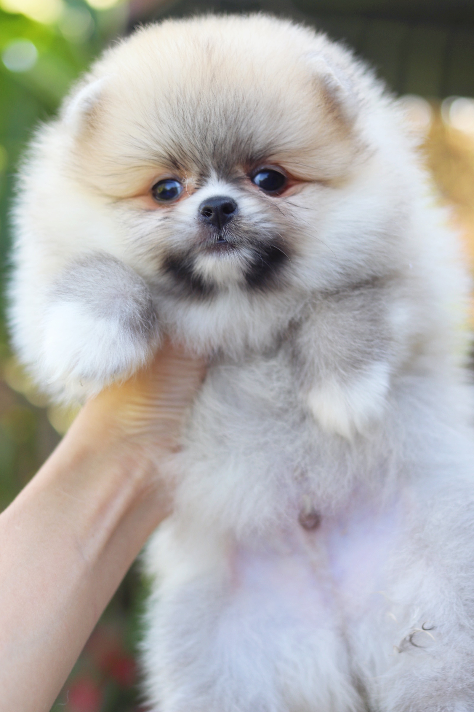 ปอมเมอเรเนียน เพศผู้ สีส้ม