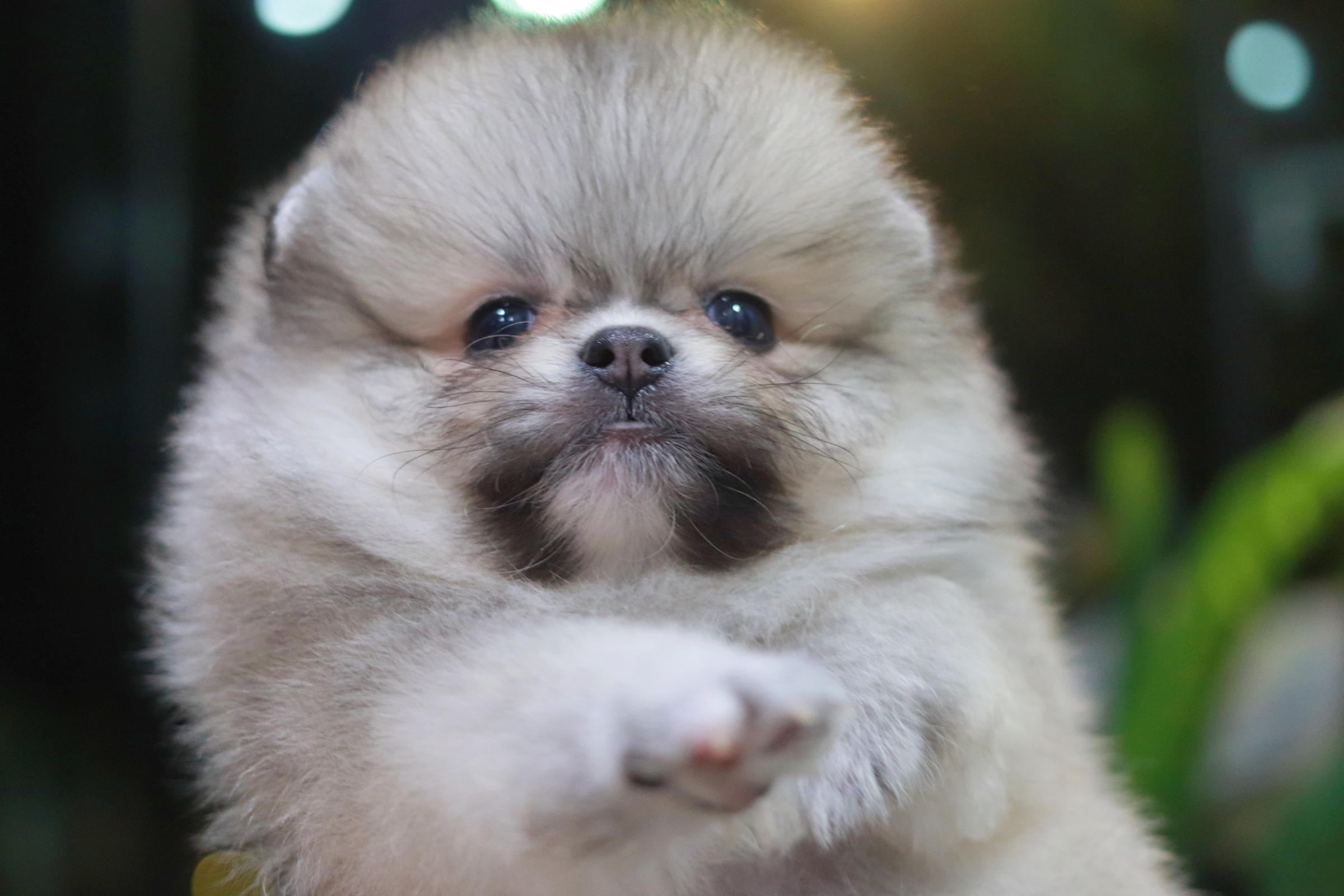 ปอมเมอเรเนียน เพศผู้สีส้ม