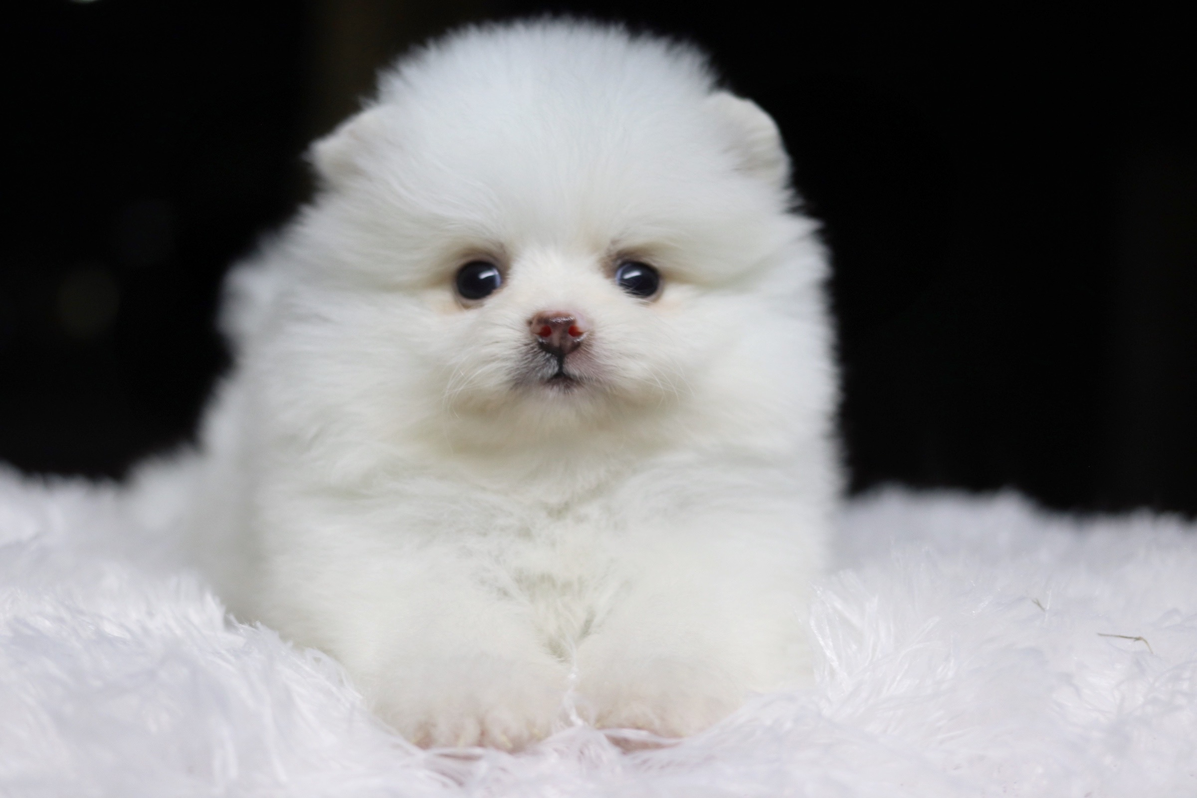 ปอมเมอเรเนียน เพศเมียขาวครีม