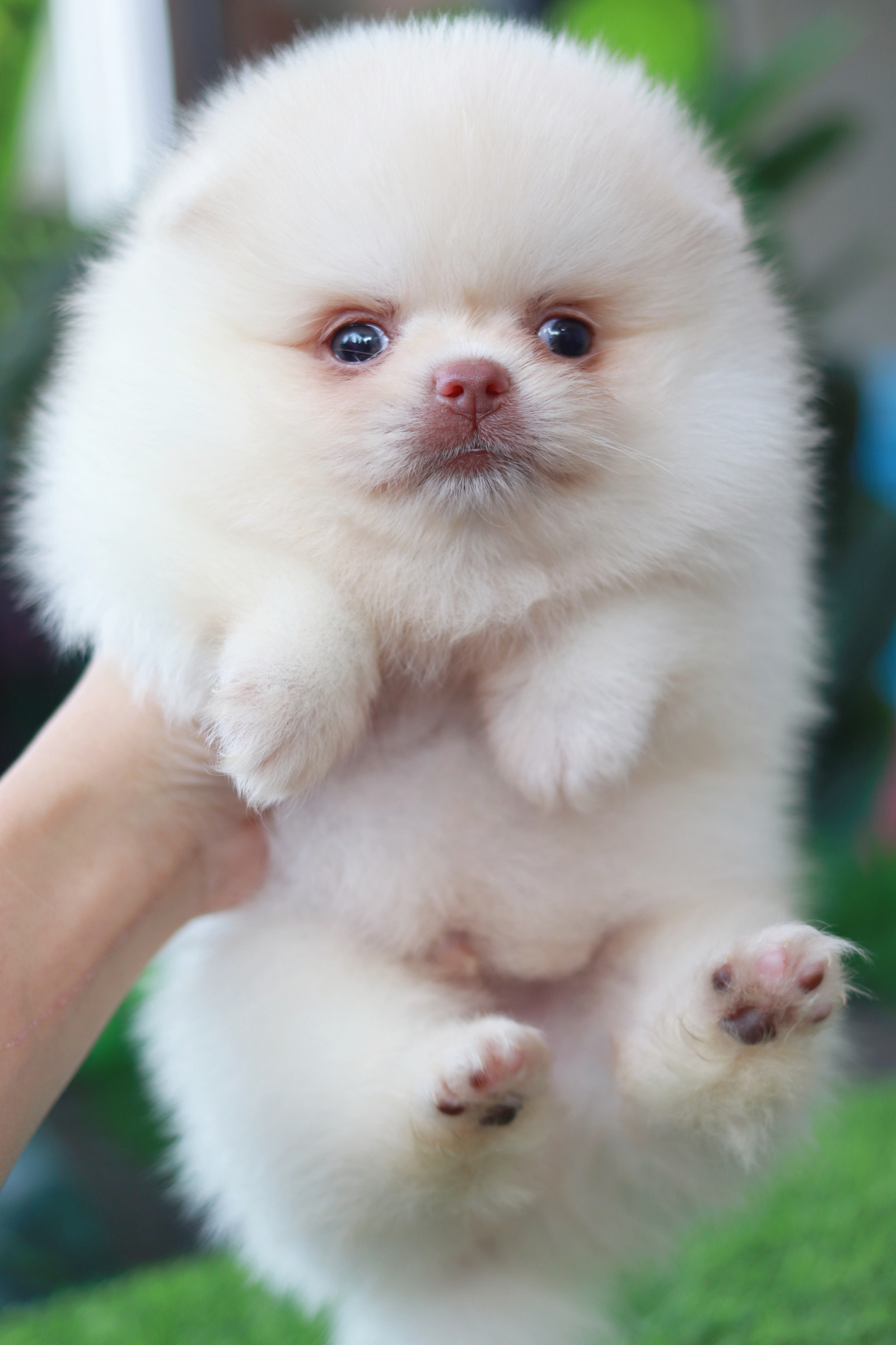 ปอมเมอเรเนียน เพศผู้สีขาว