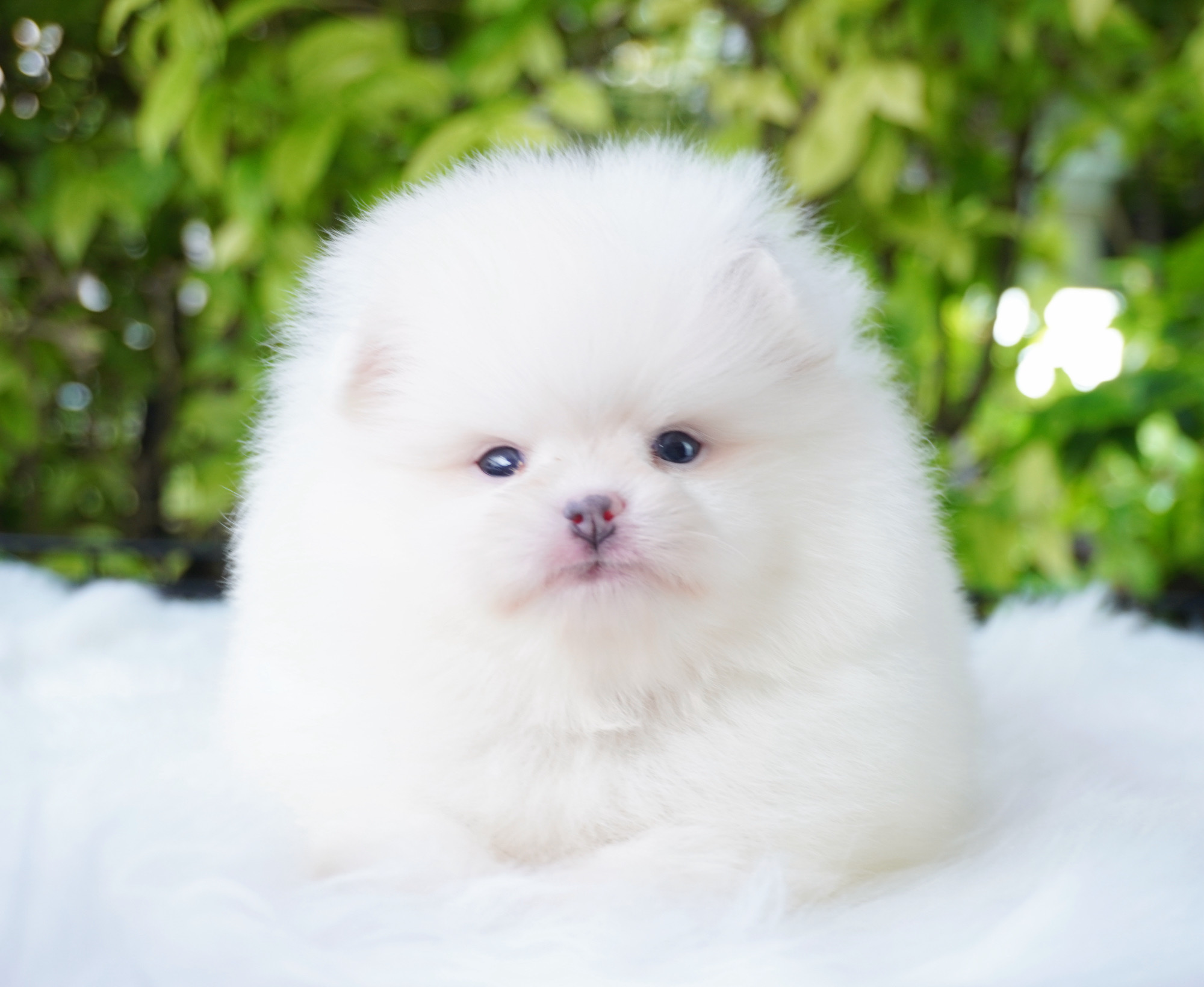 ปอมเมอเรเนียน เพศผู้ สีขาวครีม เกรดโชว์