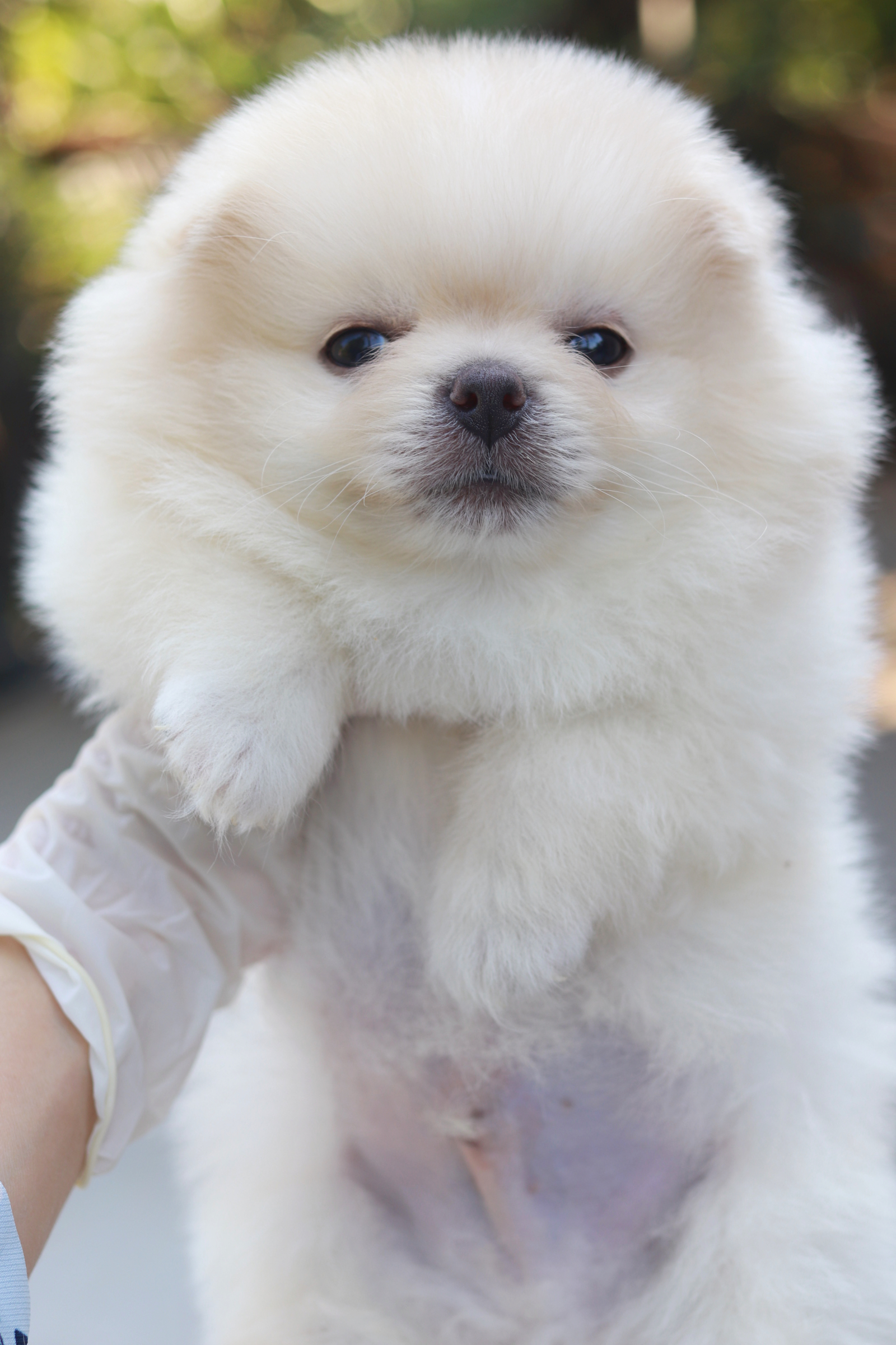 ปอมเมอเรเนียน เพศผู้