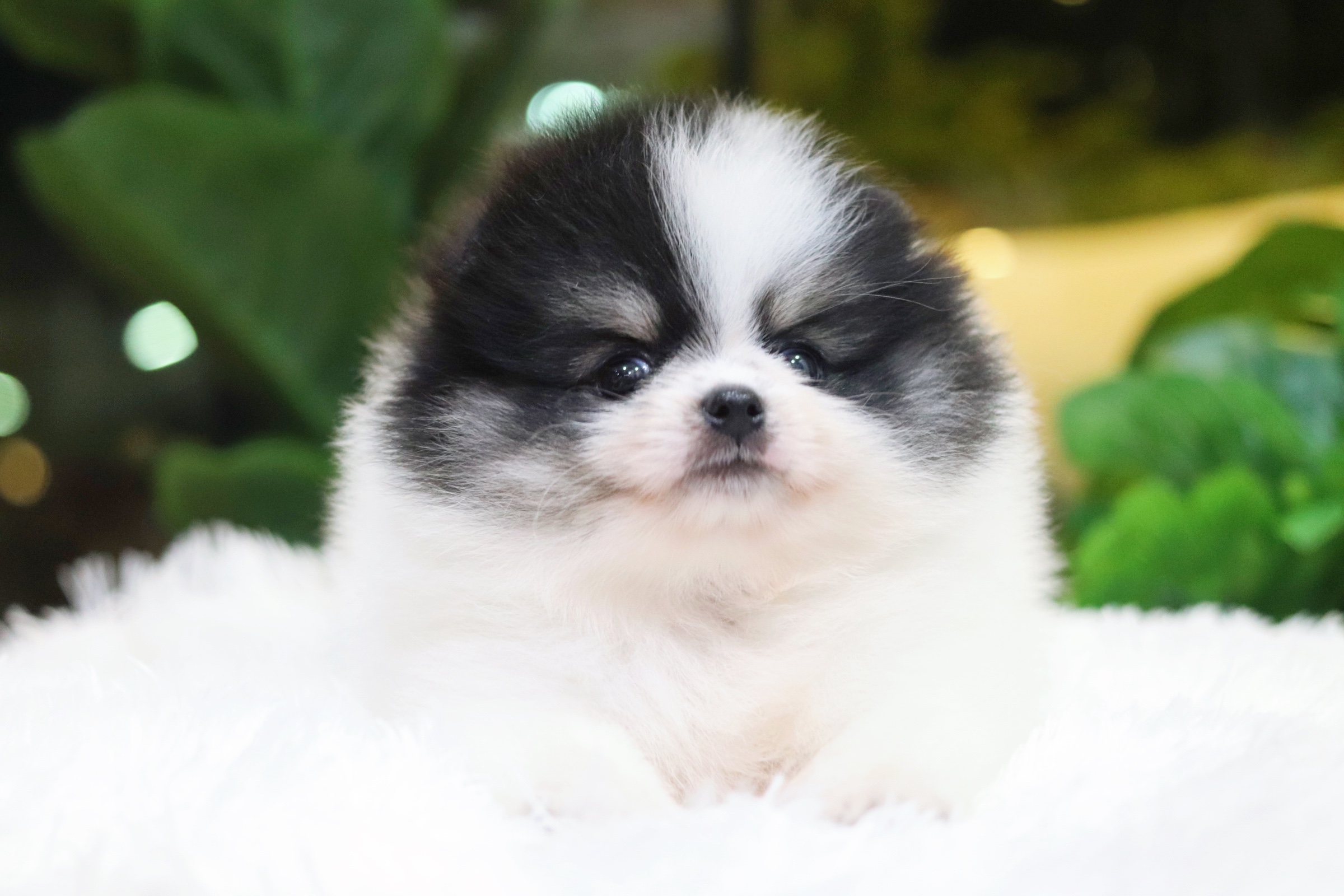 ปอมเมอเรเนียน เพศผู้ สีแฟนซี