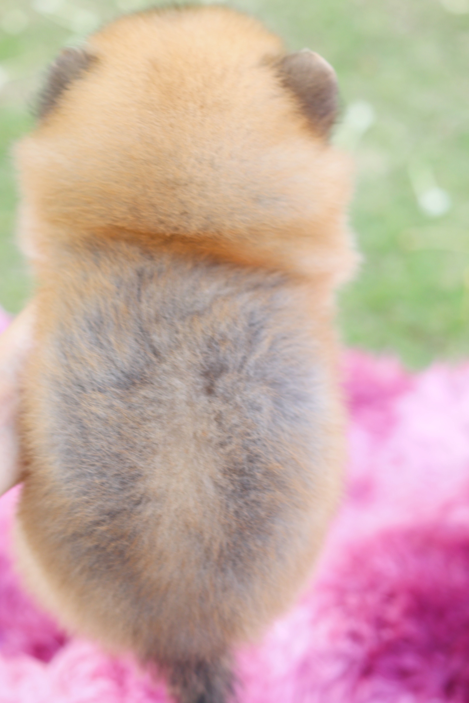 ปอมเมอเรเนียน เพศเมียสีส้ม