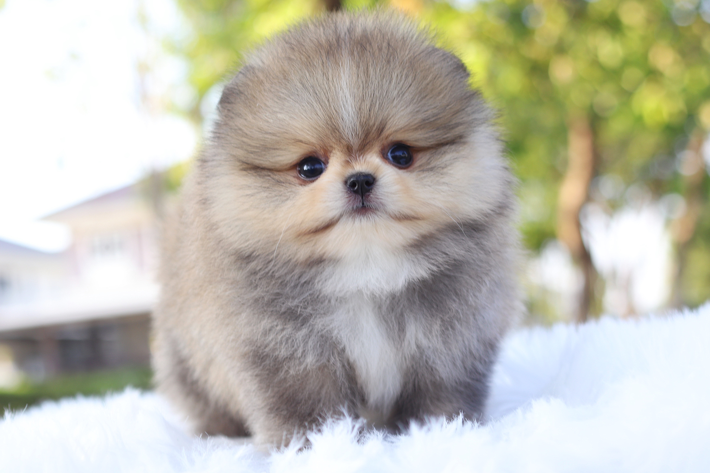 ปอมเมอเรเนียน เพศเมีย สีส้ม เกรดโชว์