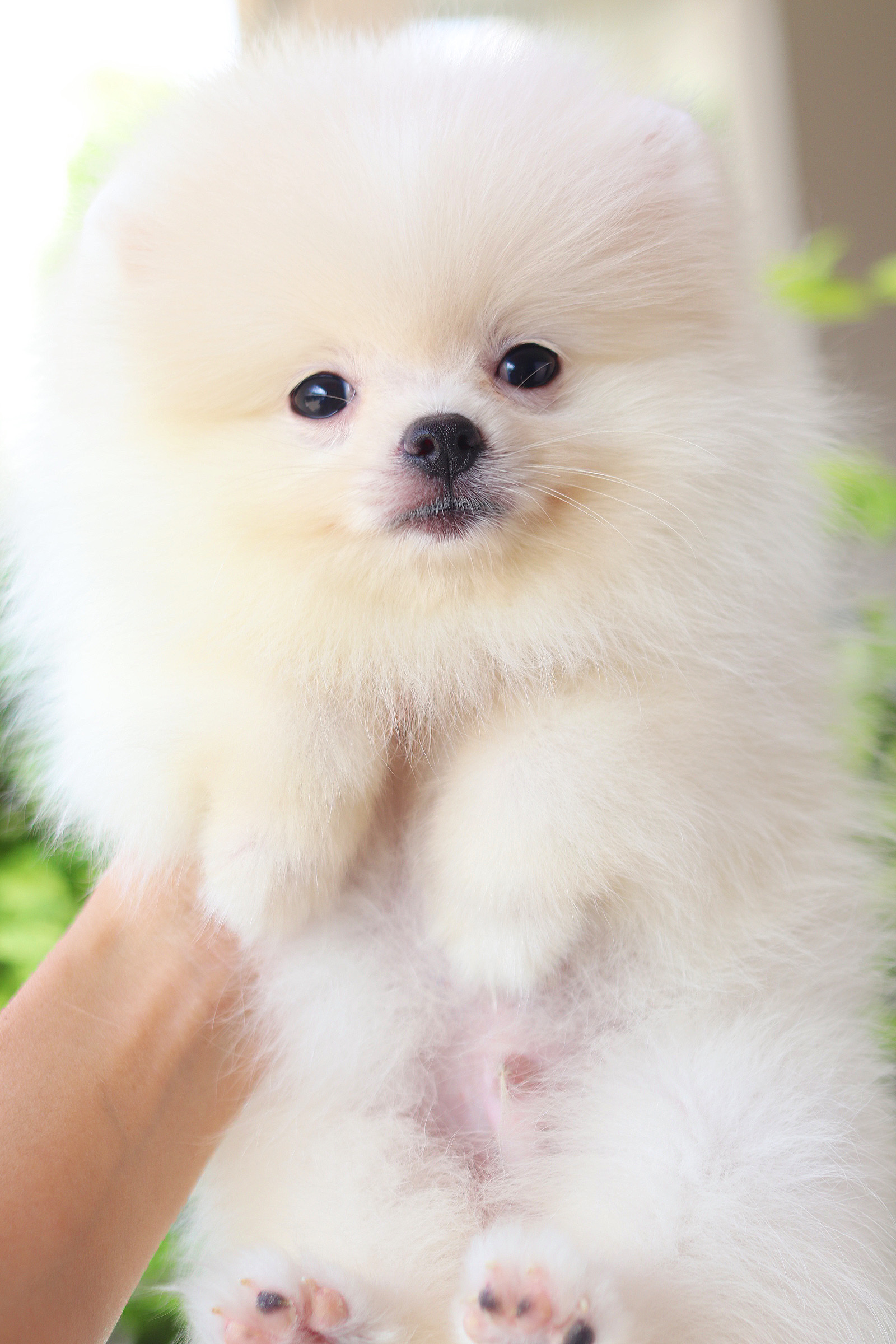 ปอมเมอเรเนียน เพศผู้ สีขาวครีม