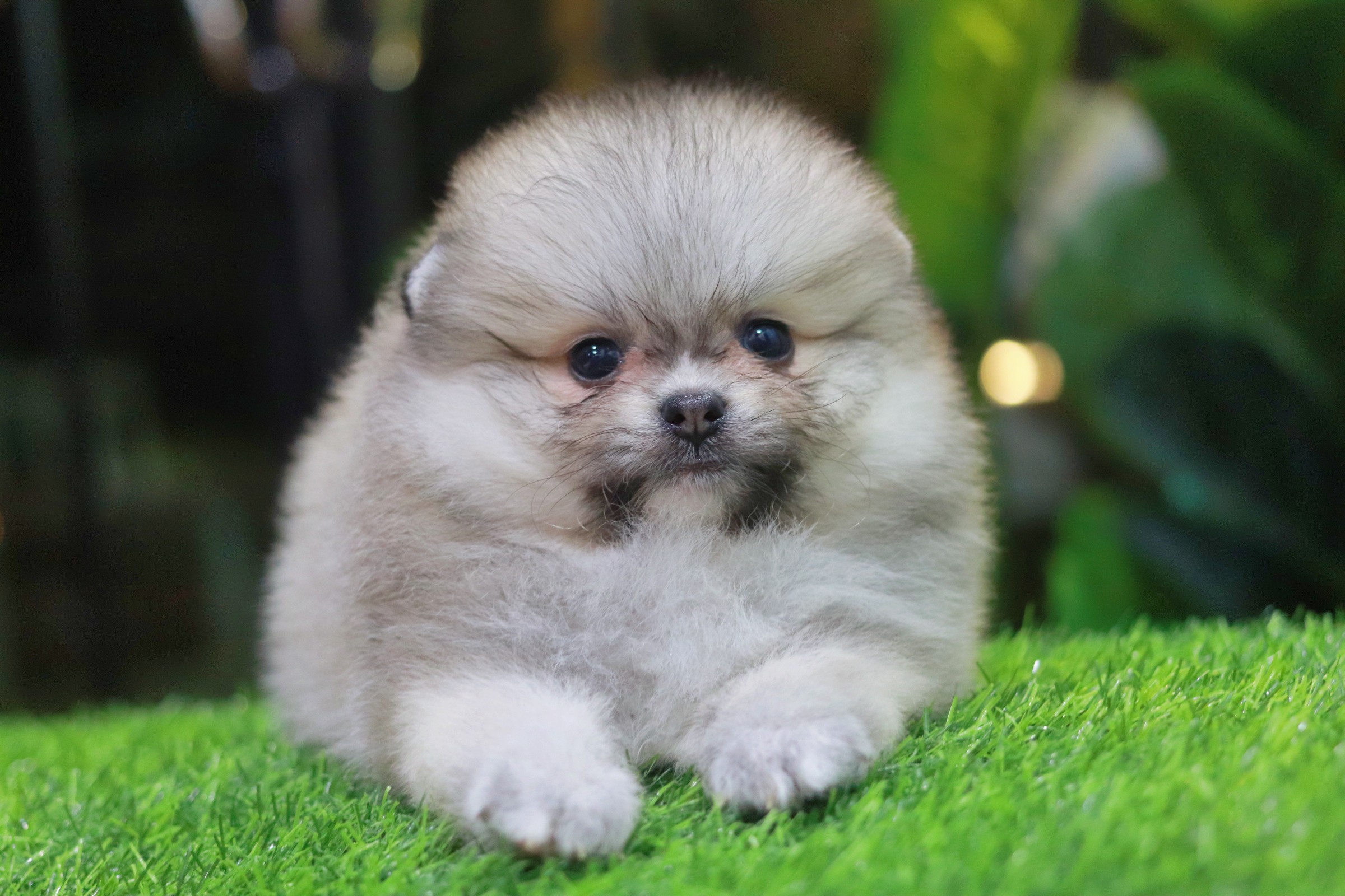 ปอมเมอเรเนียน เพศผู้สีส้ม