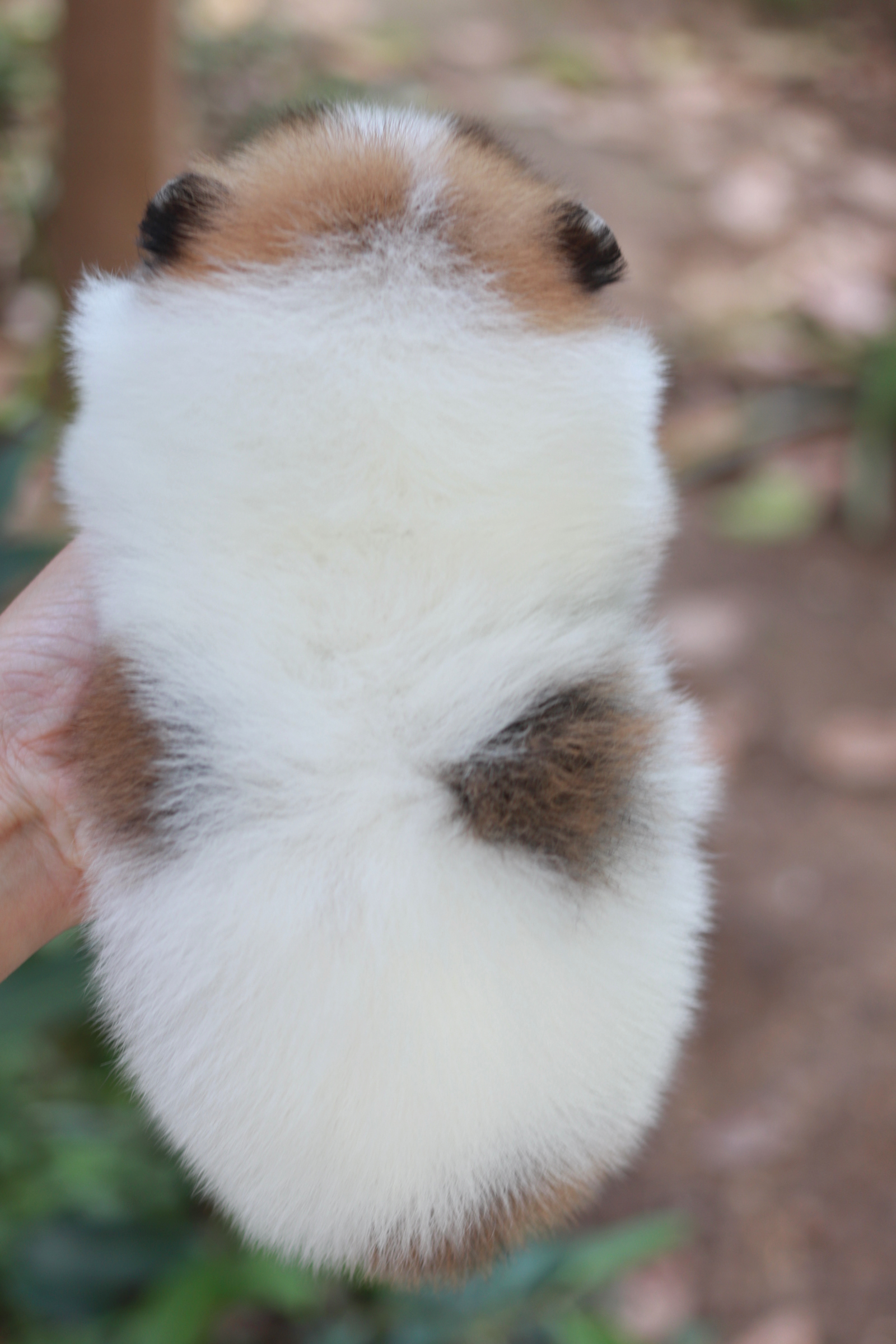 ปอมเมอเรเนียน เพศผู้ สีแฟนซี