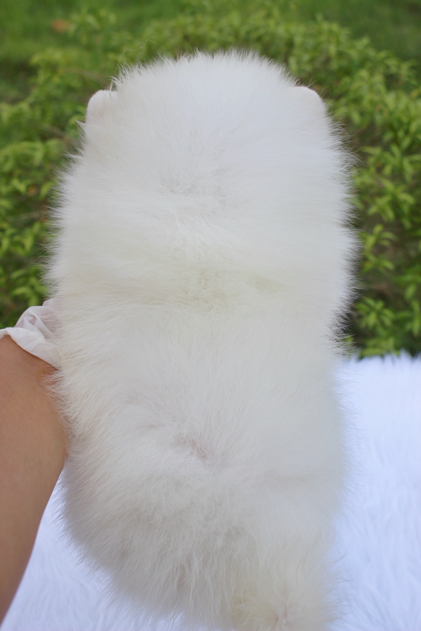 ปอมเมอเรเนียน เพศเมีย ขาวครีม