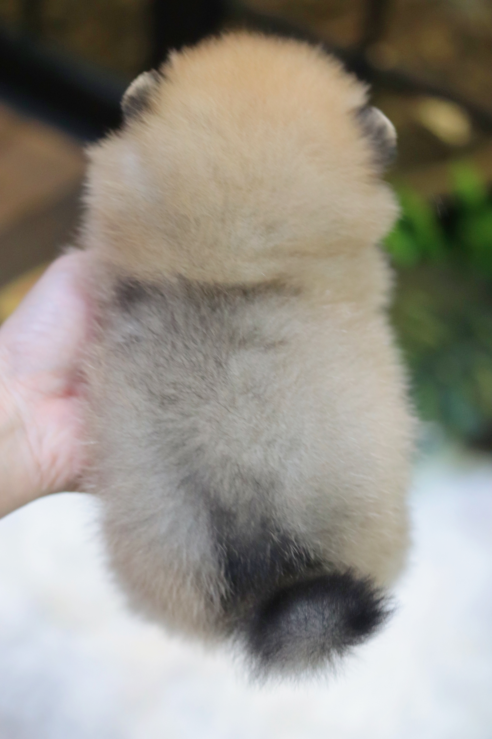 ปอมเมอเรเนียน เพศผู้สีส้มไซส์เล็ก