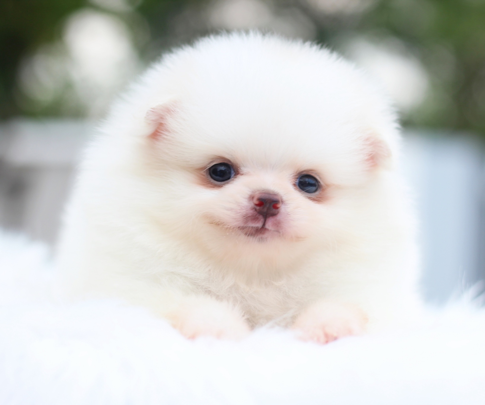 ปอมเมอเรเนียน เพศเมียสีขาวครีม