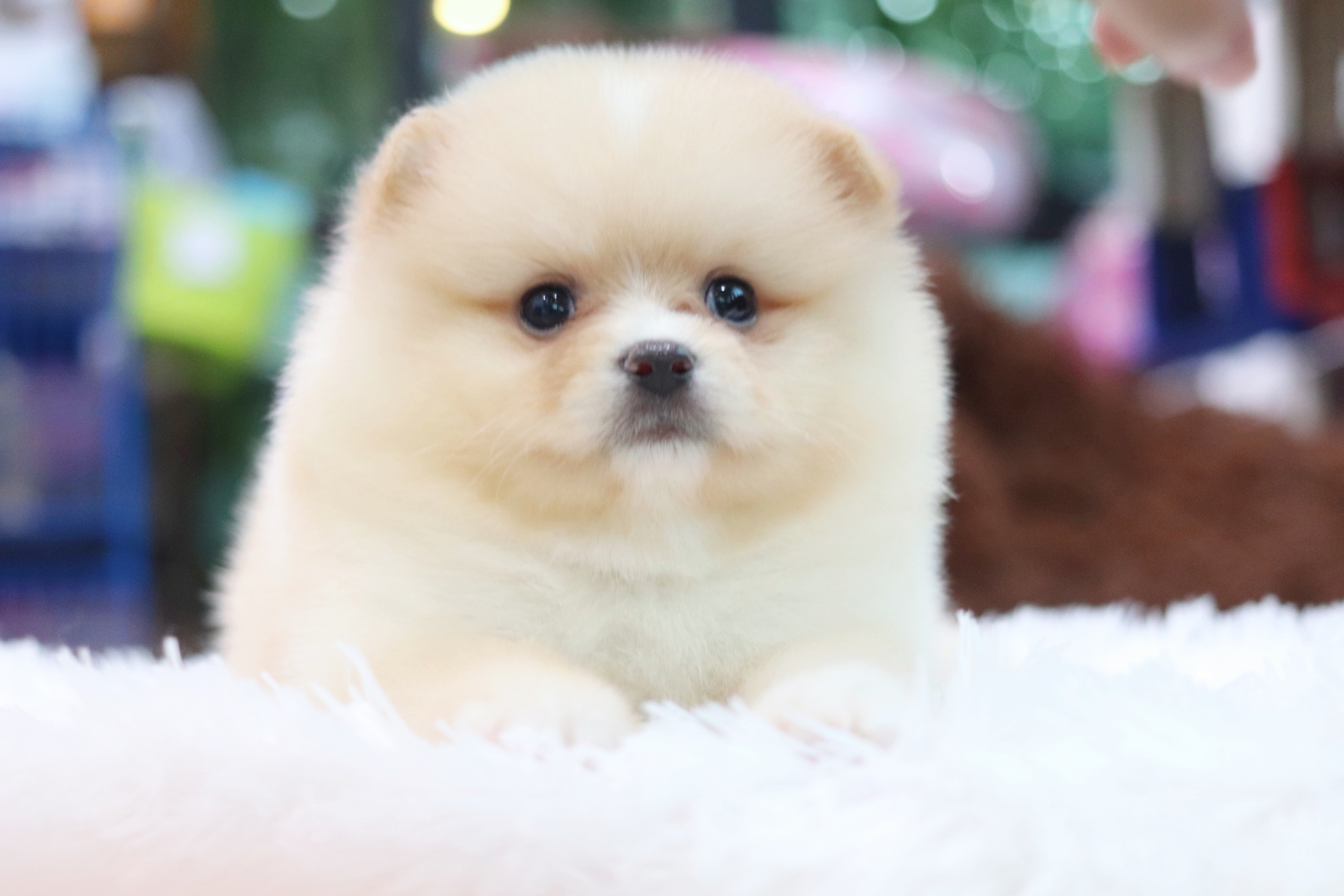 ปอมเมอเรเนียน เพศผู้ สีครีม