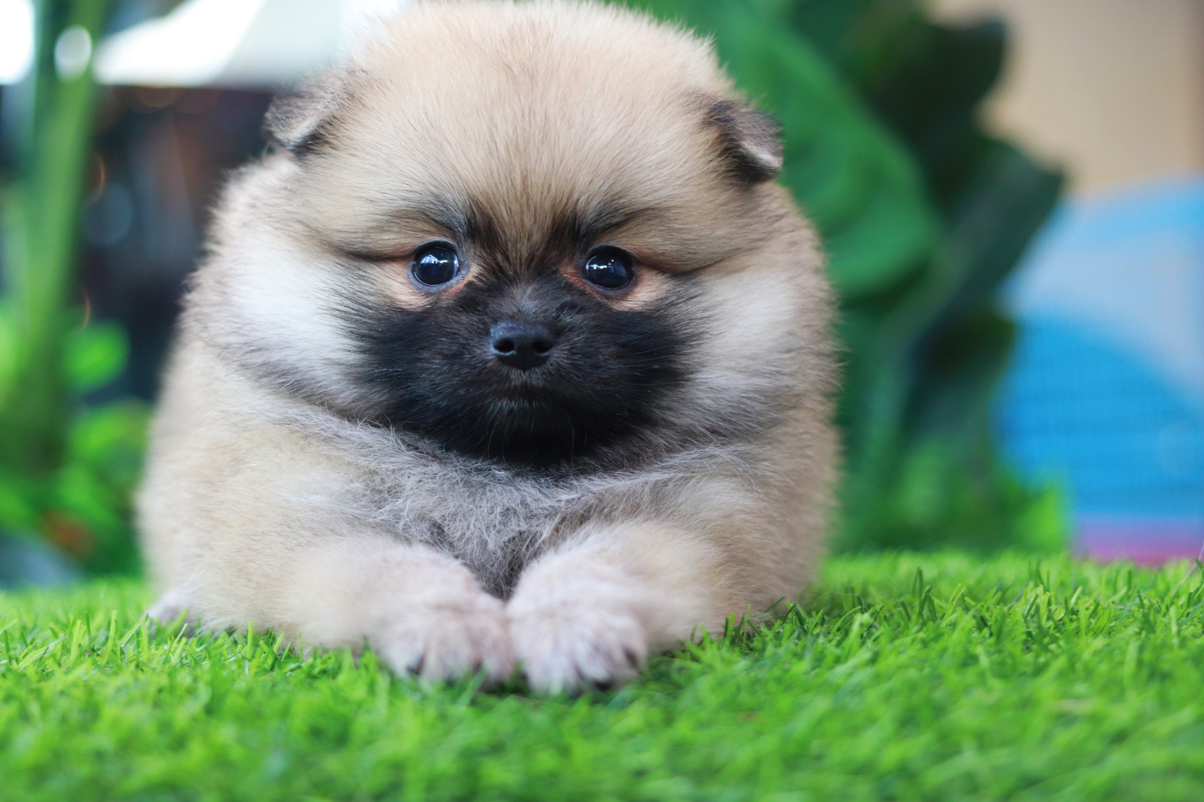 ปอมเมอเรเนียน เพศเมียสีส้ม