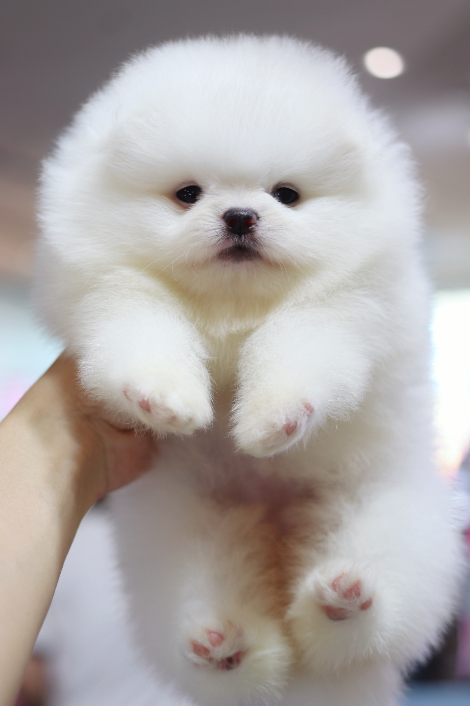 ปอมเมอเรเนียน เพศเมียสีขาวเกรดโชว์