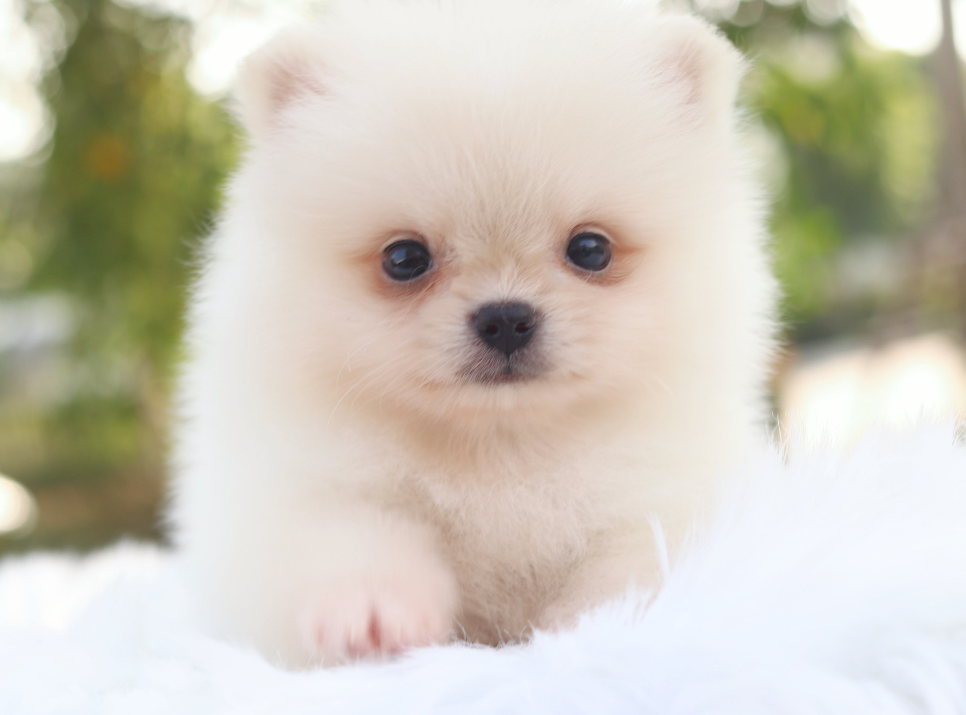 ปอมเมอเรเนียน เพศเมียสีขาวครีม