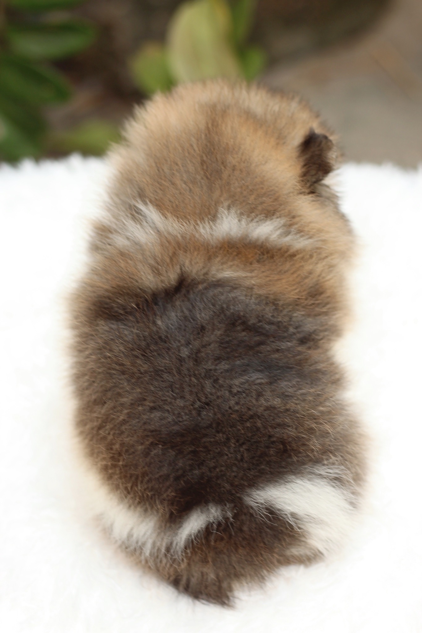 ปอมเมอเรเนียน เพศเมียสีแฟนซี