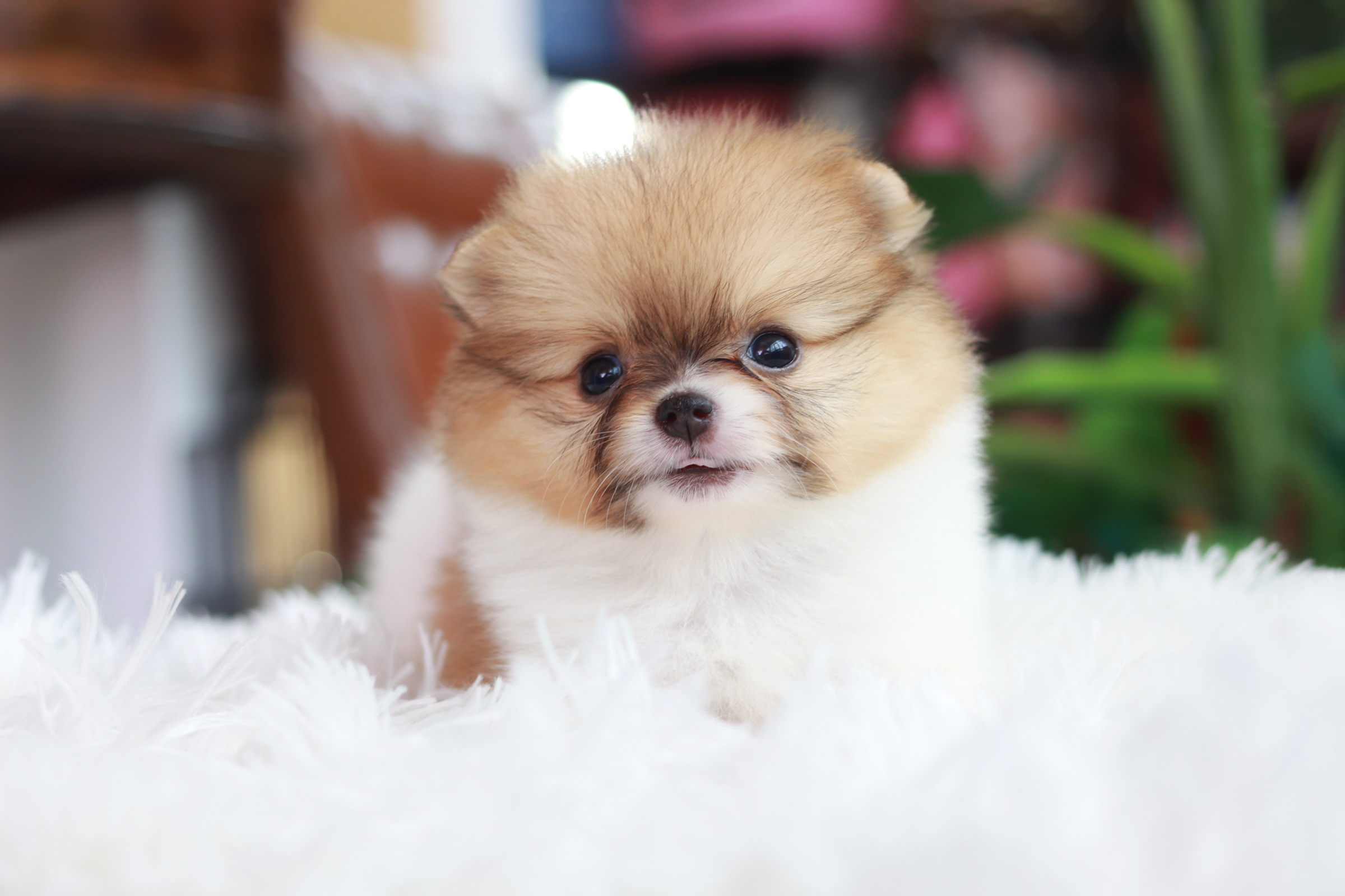 ปอมเมอเรเนียน เพศเมียแฟนซี