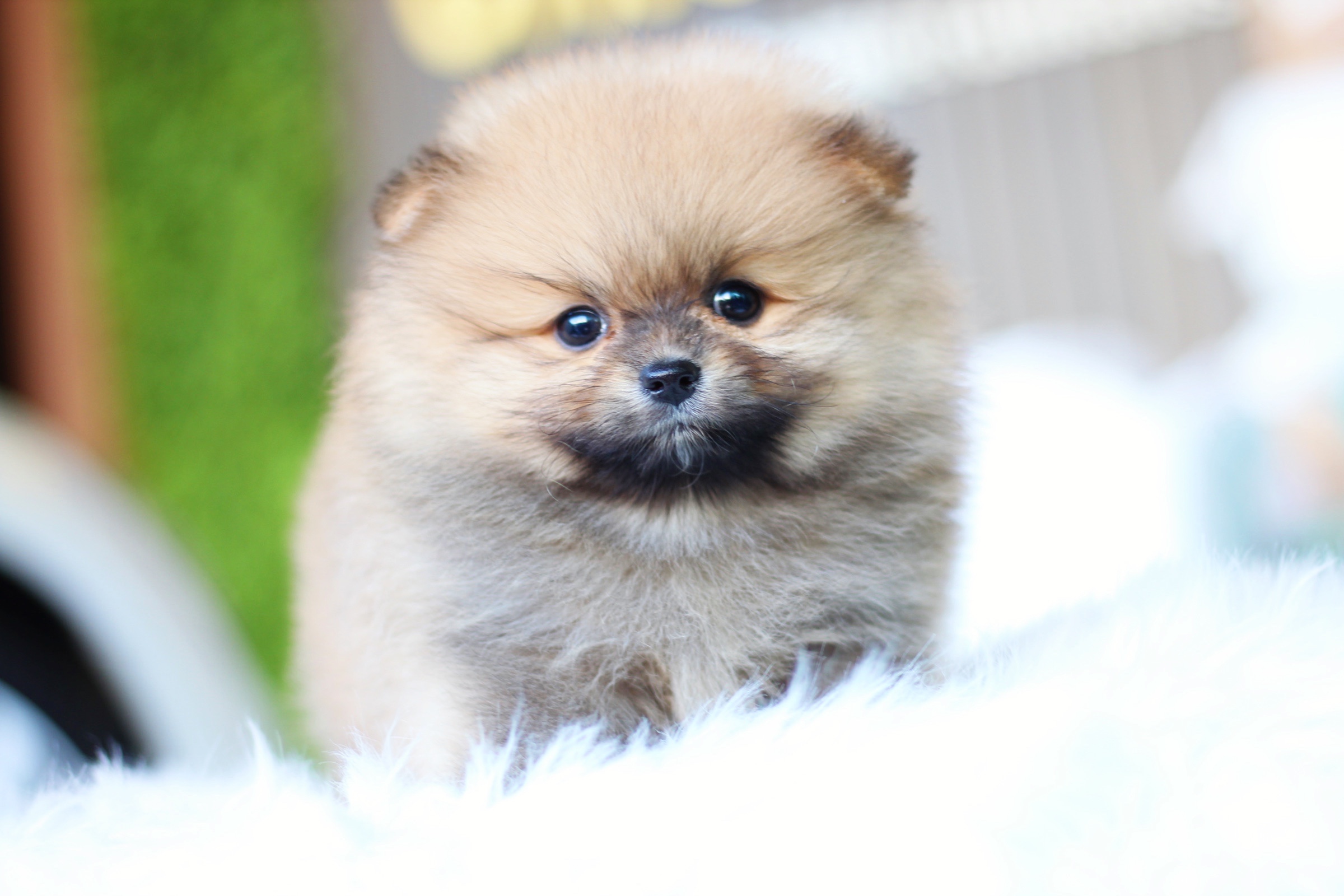 ปอมเมอเรเนียน เพศผู้ สีส้ม