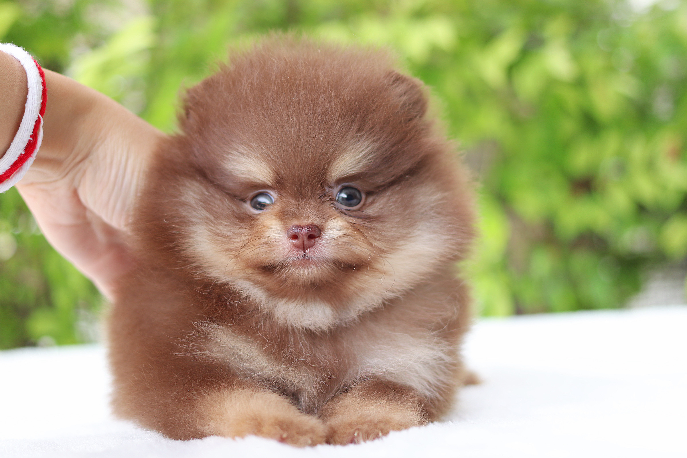 ปอมเมอเรเนียน เพศผู้สีช็อคแทน เกรดโชว์