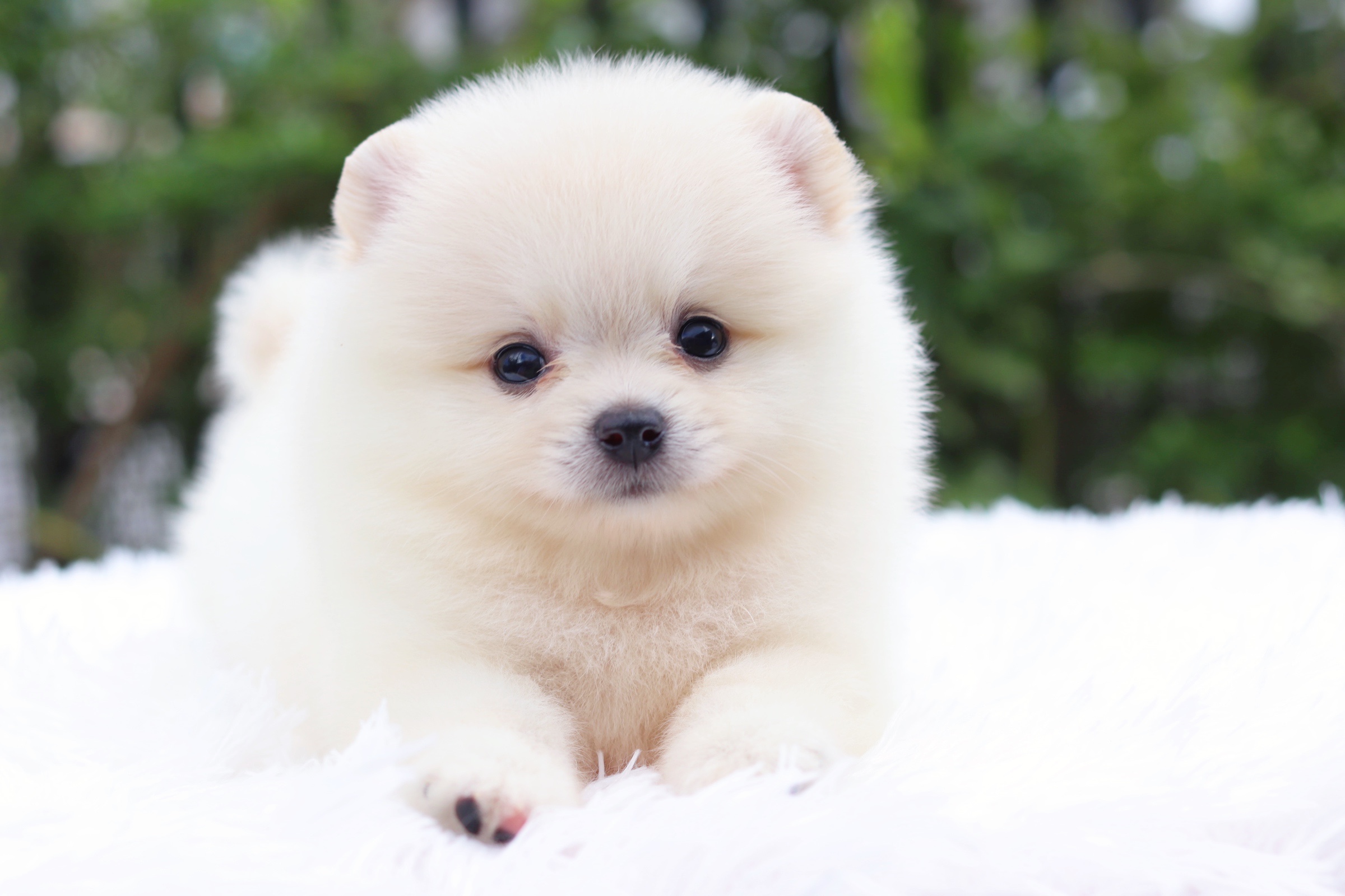 ปอมเมอเรเนียน เพศเมียสีขาวครีม