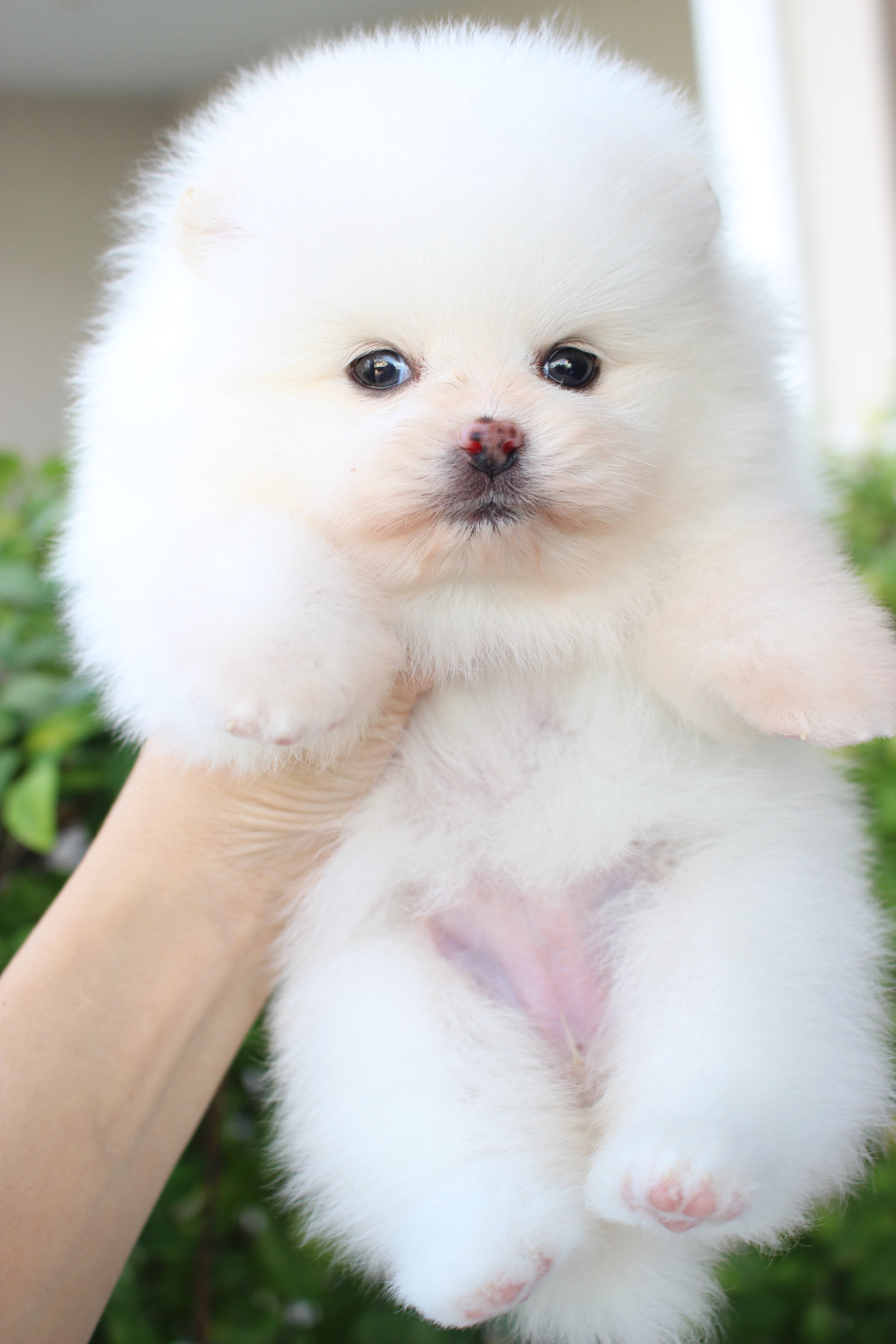 ปอมเมอเรเนียน เพศเมียสีขาวครีม