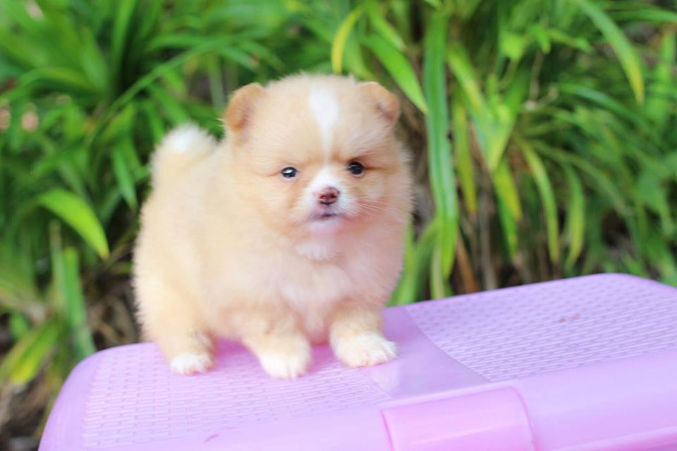 ปอมเมอเรเนียน เพศเมีย สีครีม