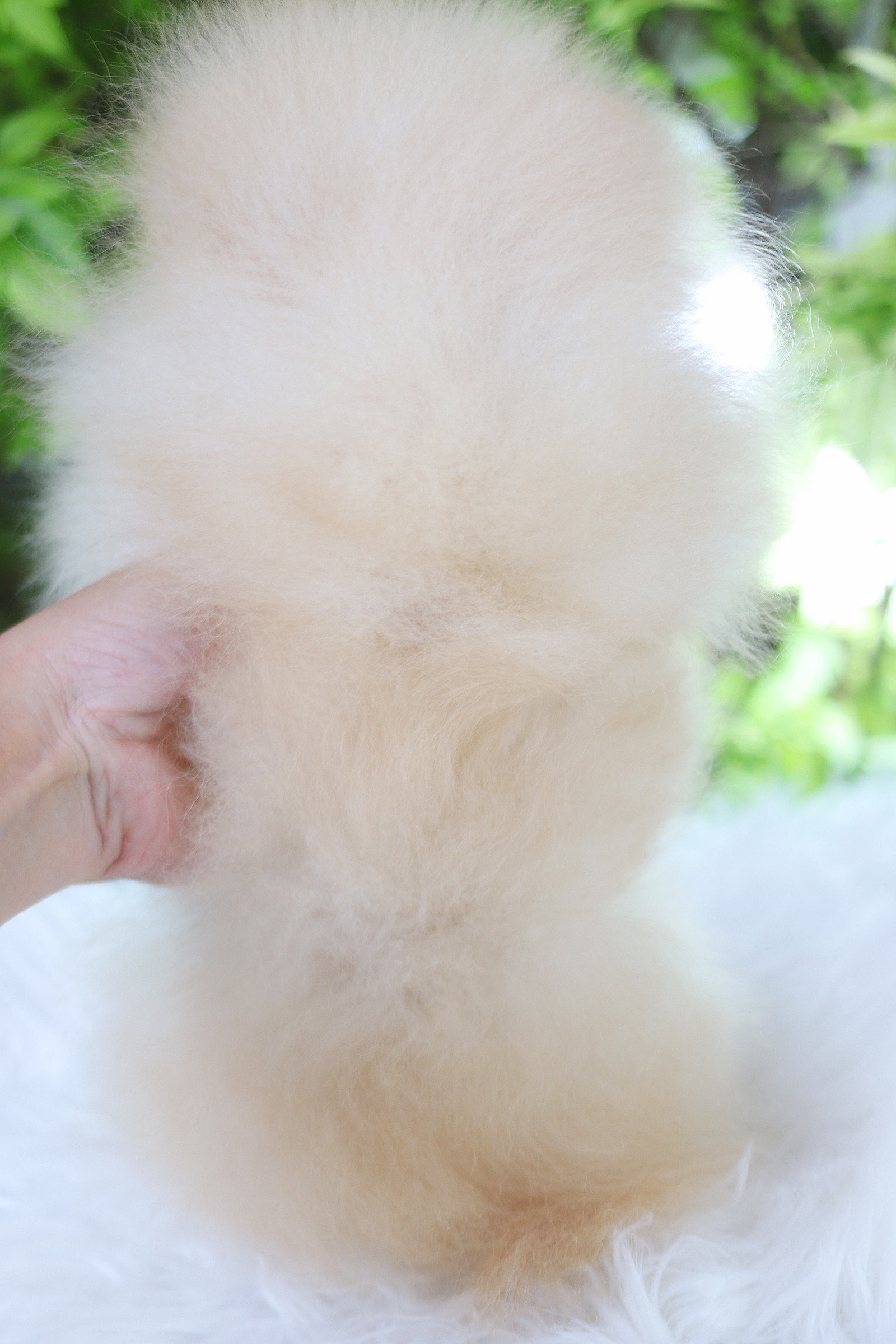 ปอมเมอเรเนียน เพศเมียสีครึม ทีคัพ