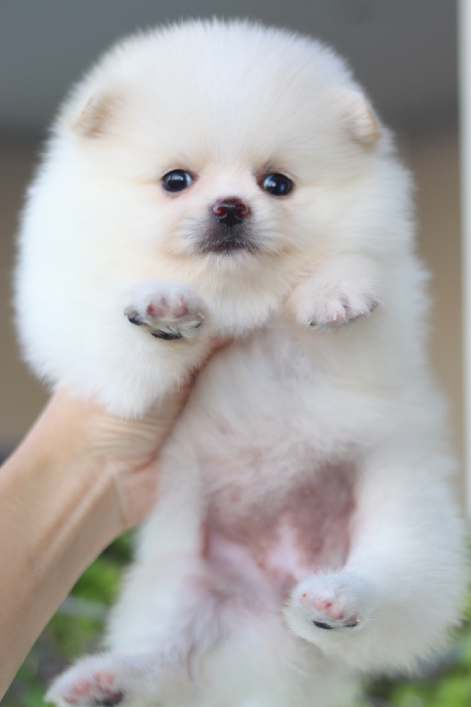 ปอมเมอเรเนียน เพศเมียสีขาวครีม