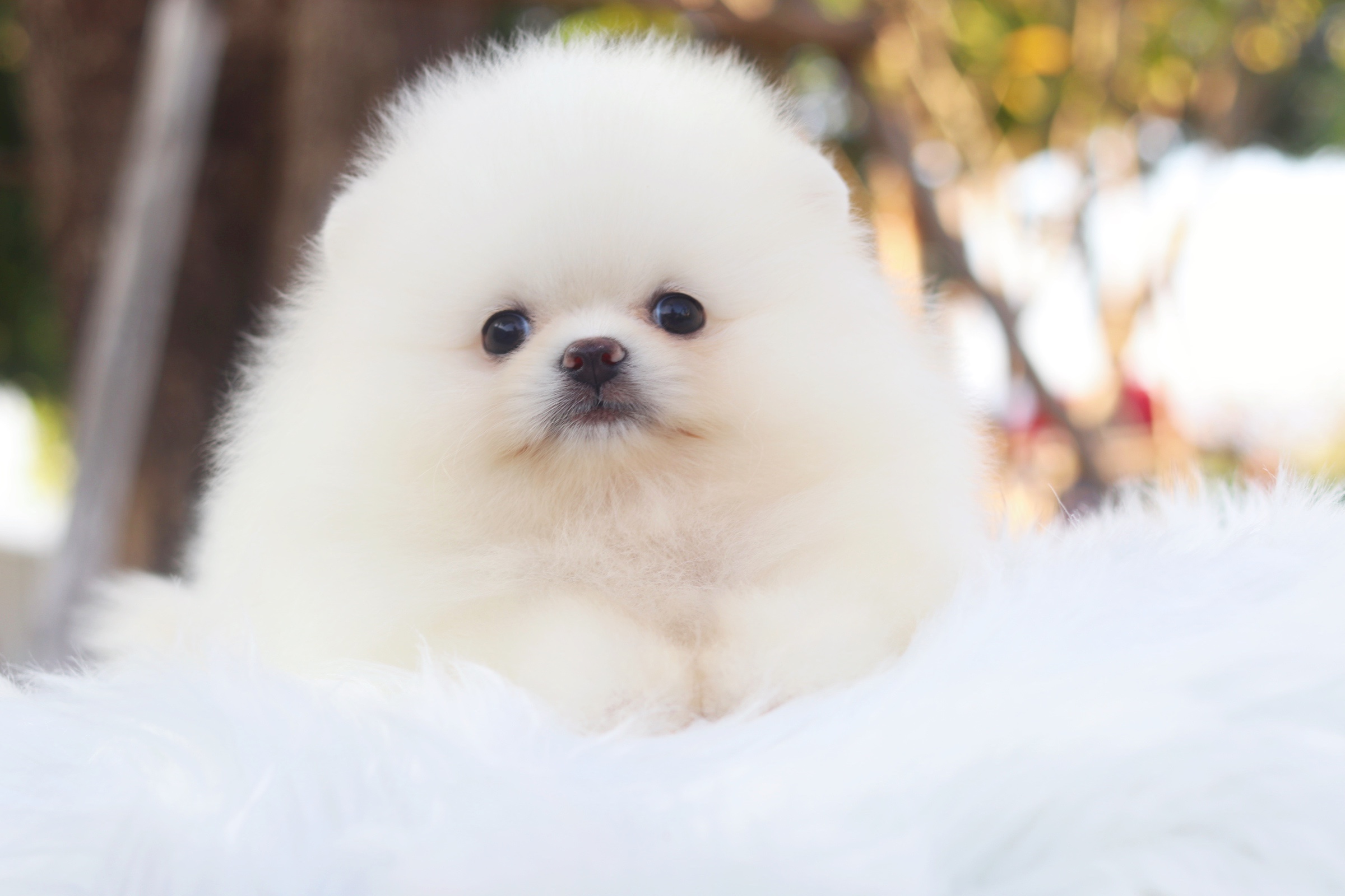 ปอมเมอเรเนียน เพศเมียสีขาวครีมเกรดโชว์