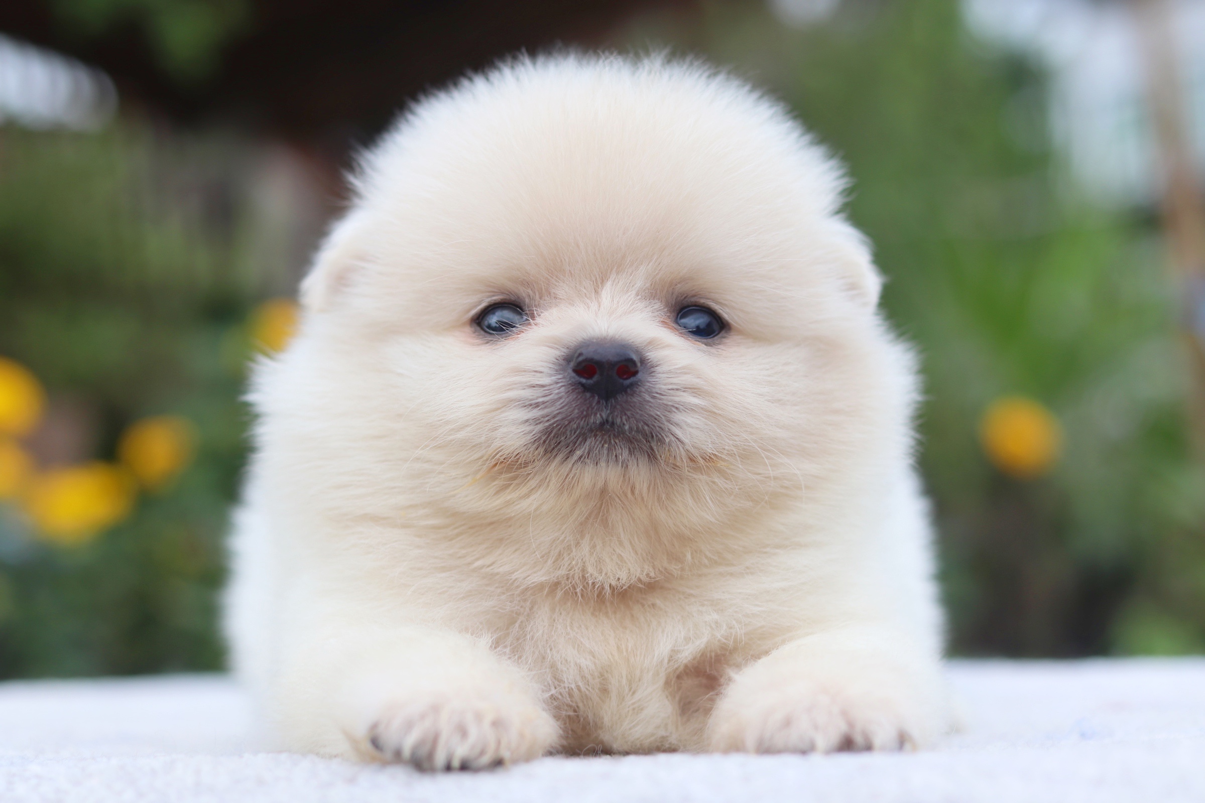 ปอมเมอเรเนียน เพศผู้ ขาวครีม